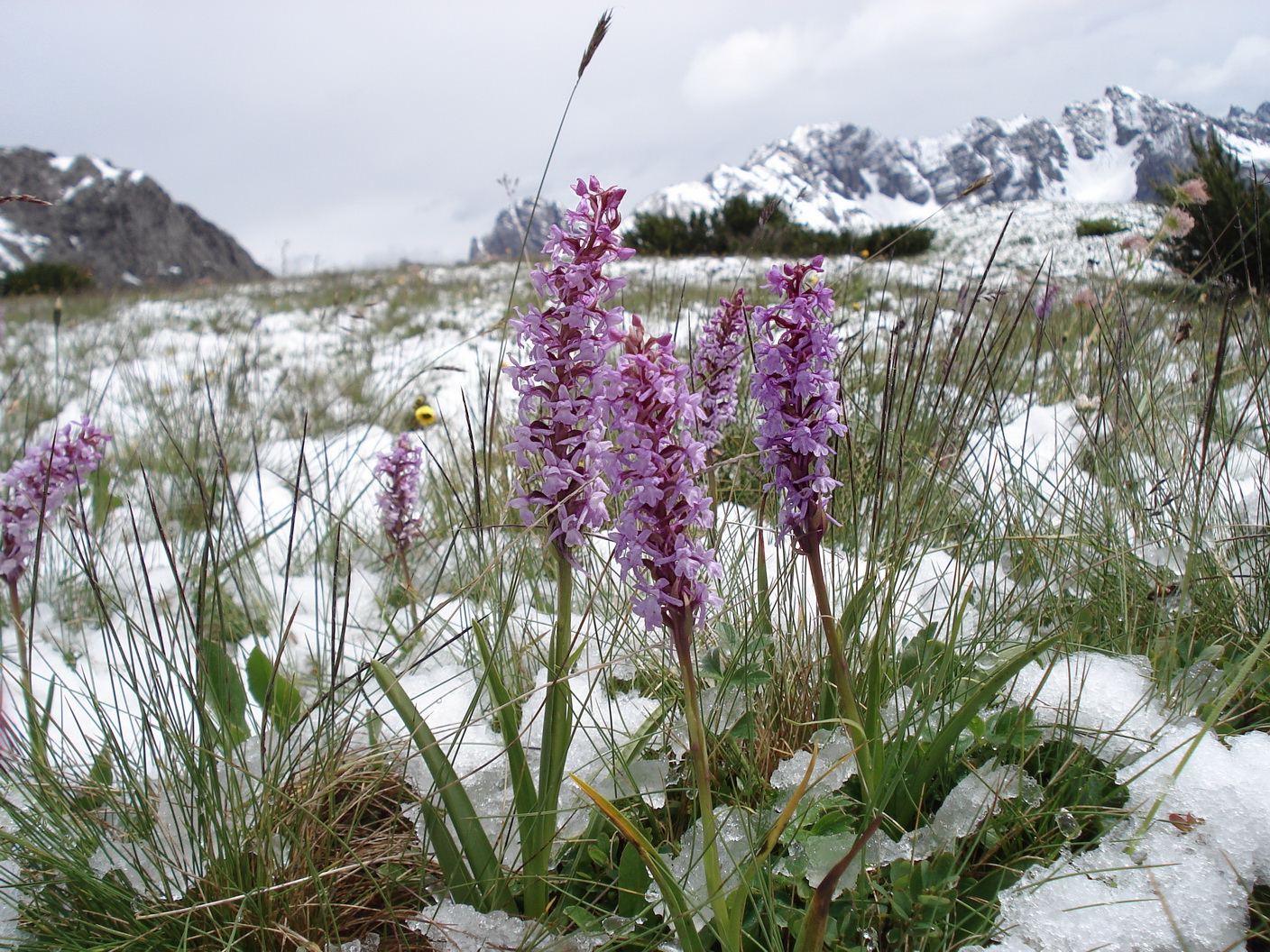 Gymnadenia conopsea, Golzentipp, 14. Juli 2017, N. Griebl.JPG