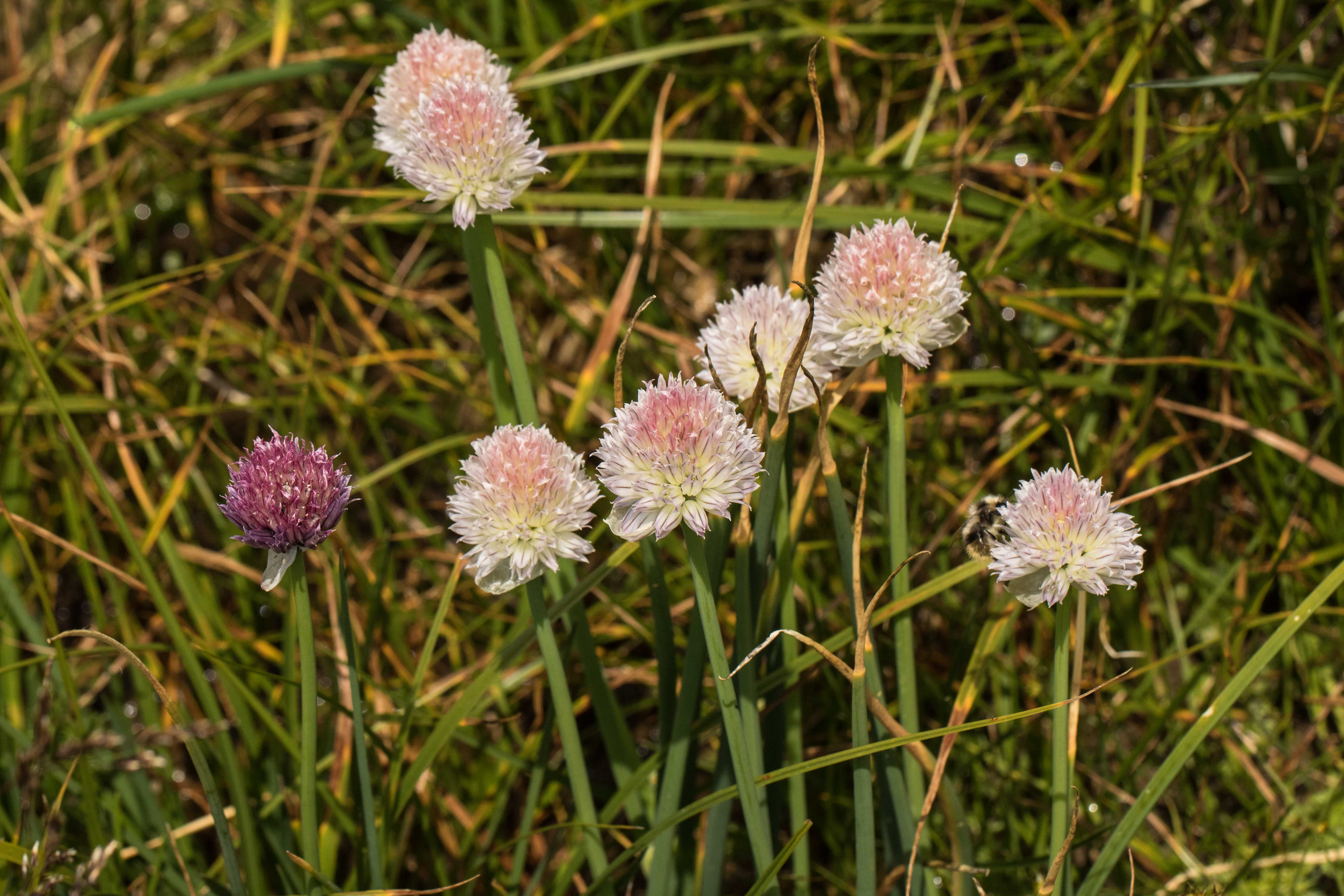Allium schoenoprasum_weißblühend.jpg