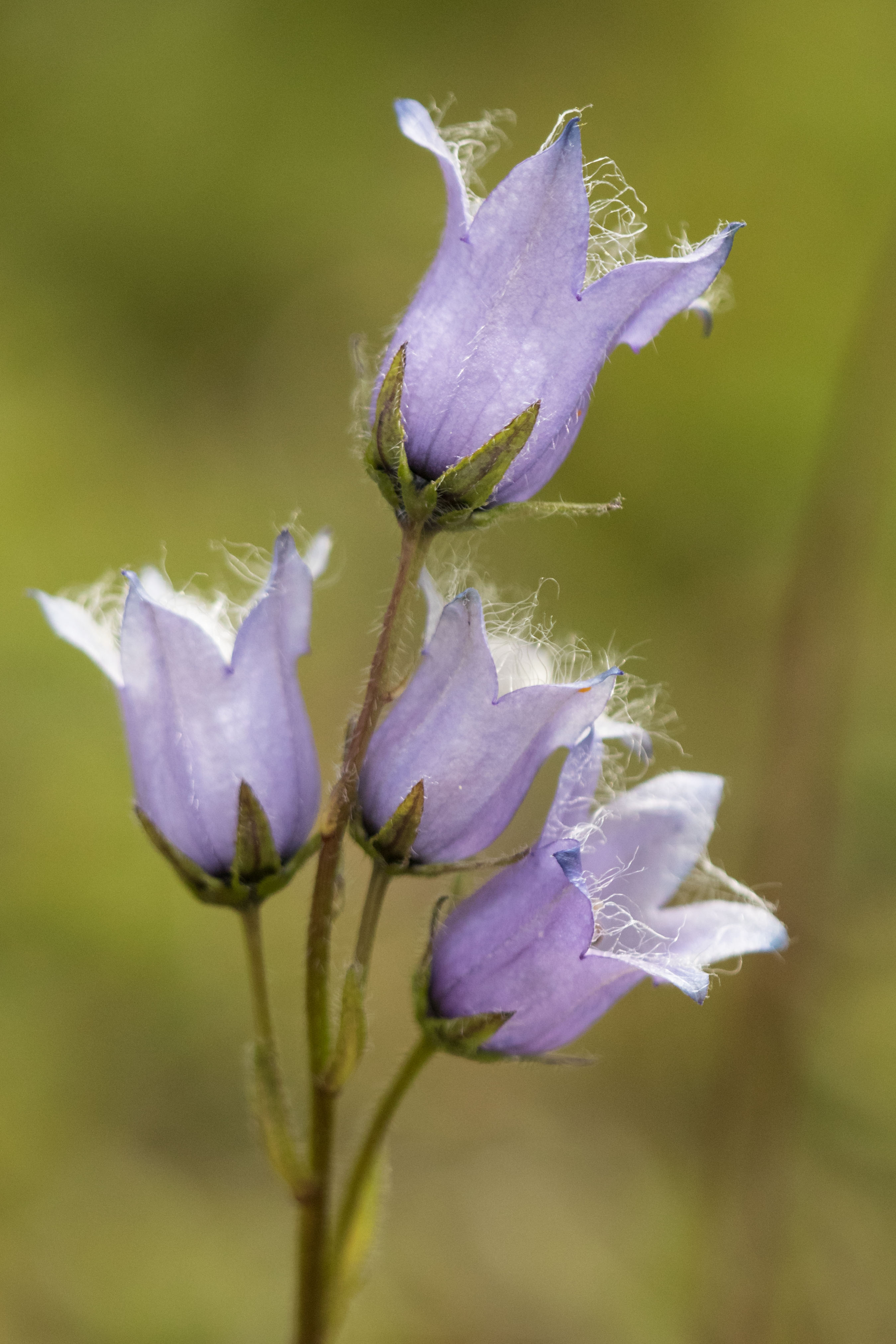 Campanula barbata var. strictopedunculata.jpg