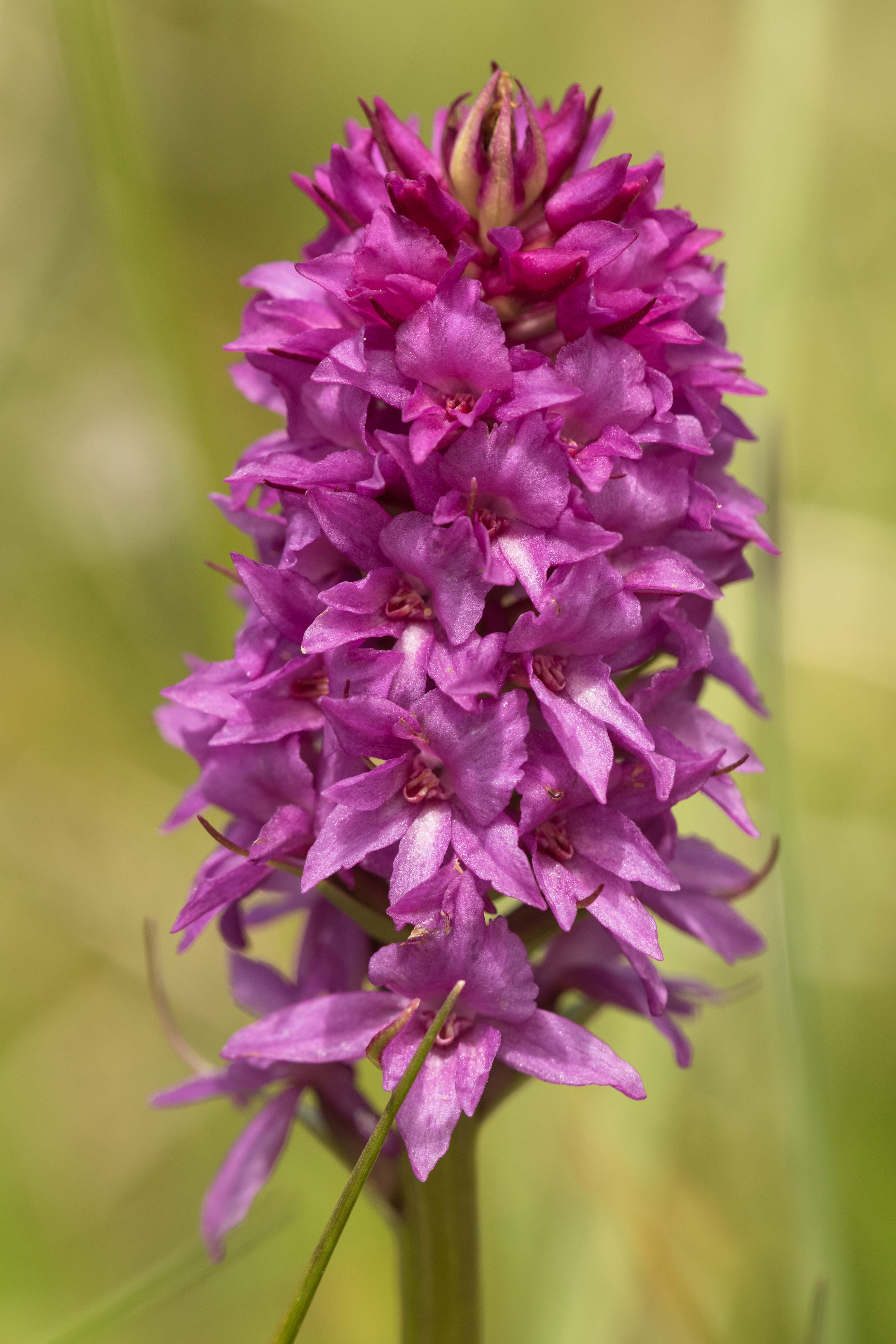 Gymnadenia conopsea x Nigritella rhellicani.jpg