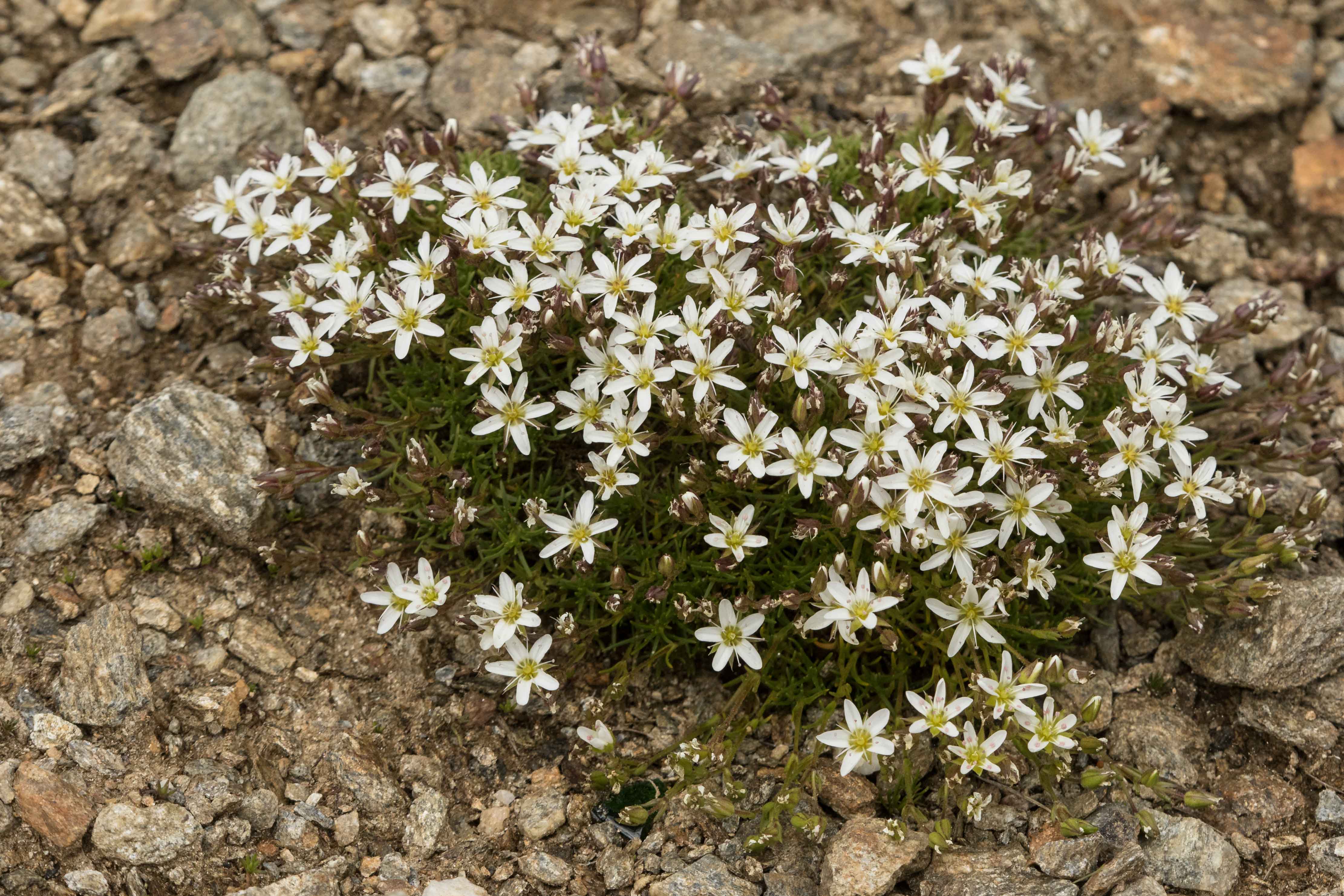 Minuartia recurva.jpg