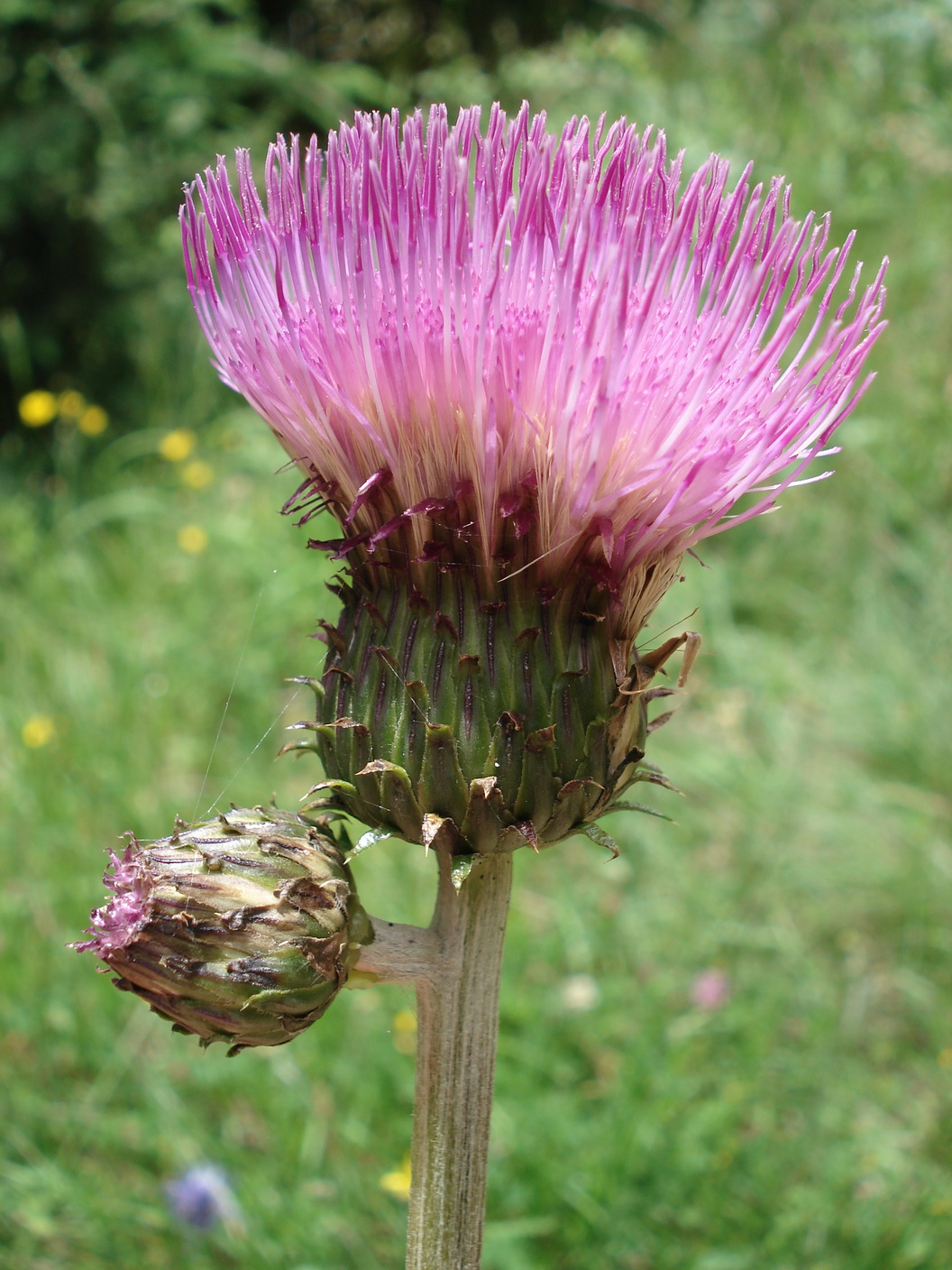 Cirsium.erisithales x heterophyllum.T-Golzentipp.Südhang.JPG