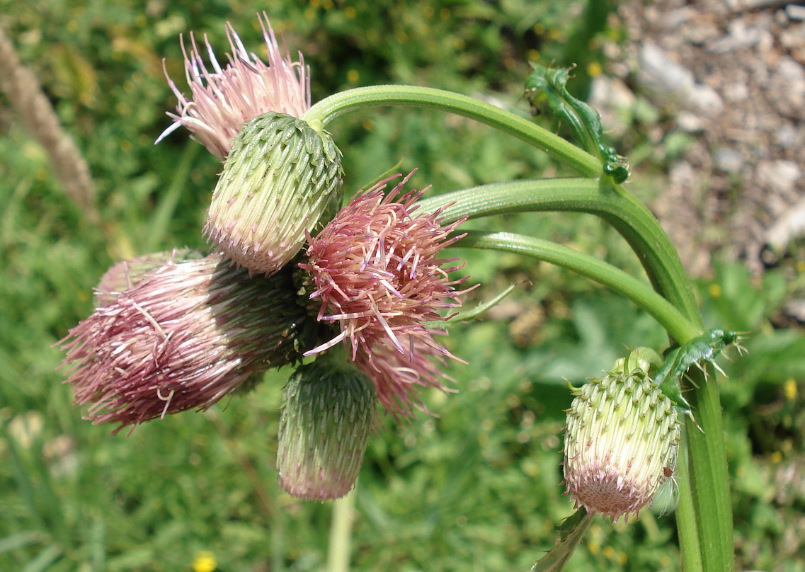 Cirsium.erisithales x palustre.JPG