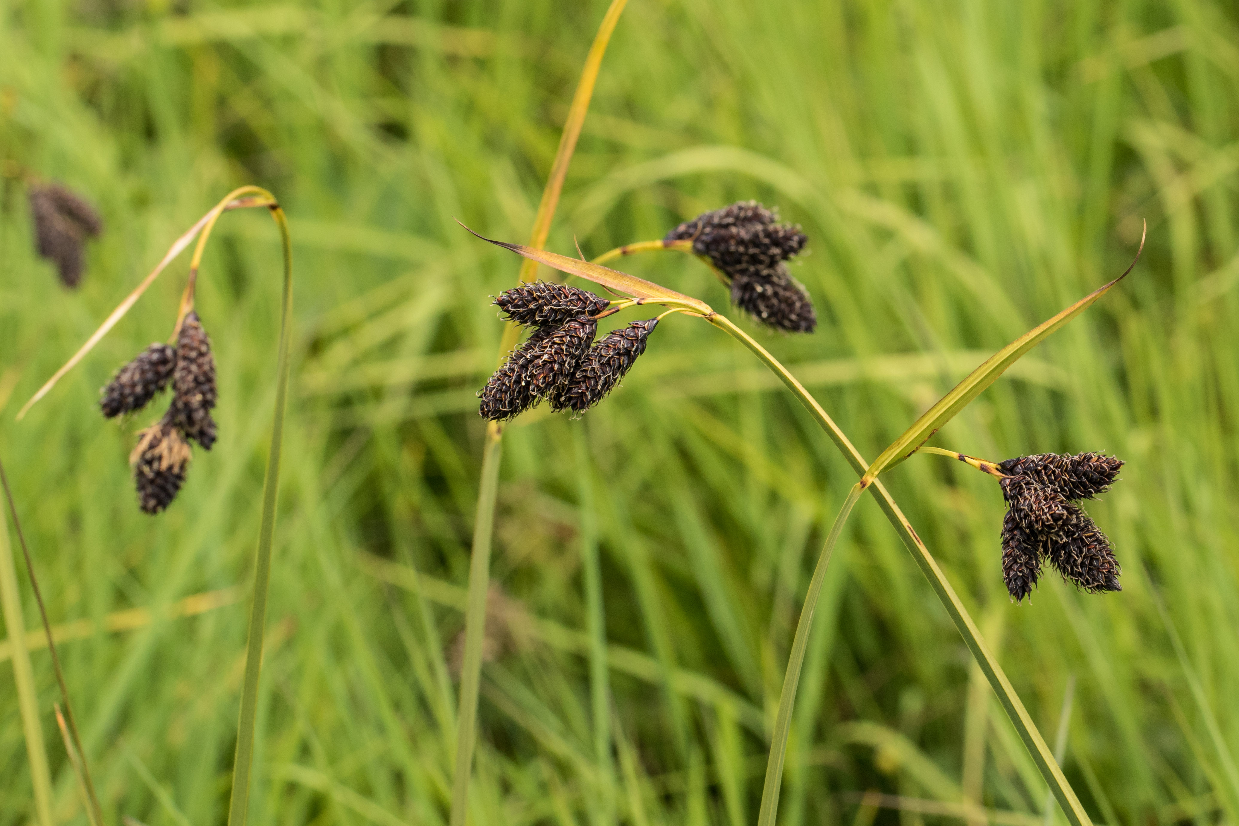 Carex aterrima.jpg