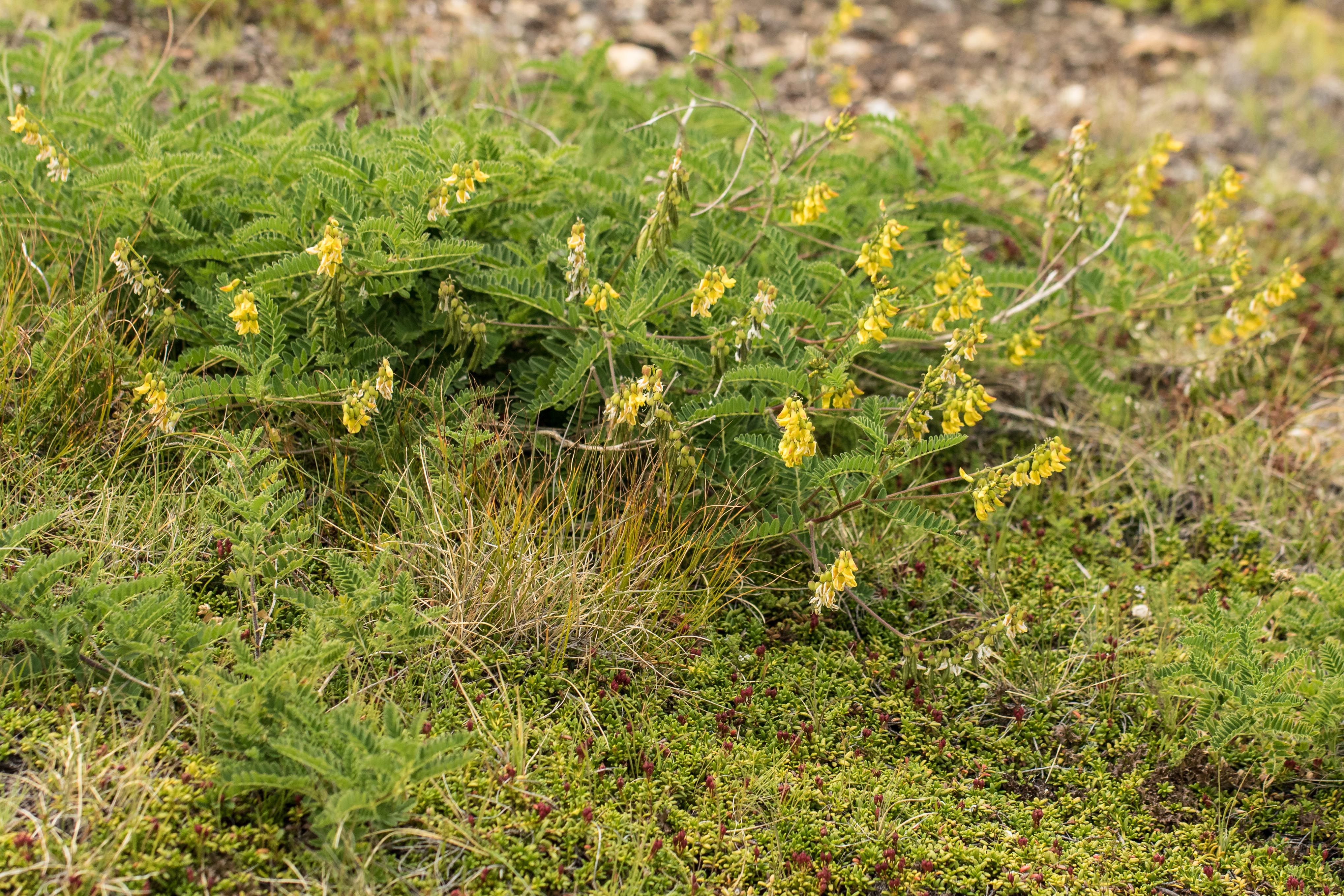 Astragalus penduliflorus mit Loiseleuria procumbens.jpg