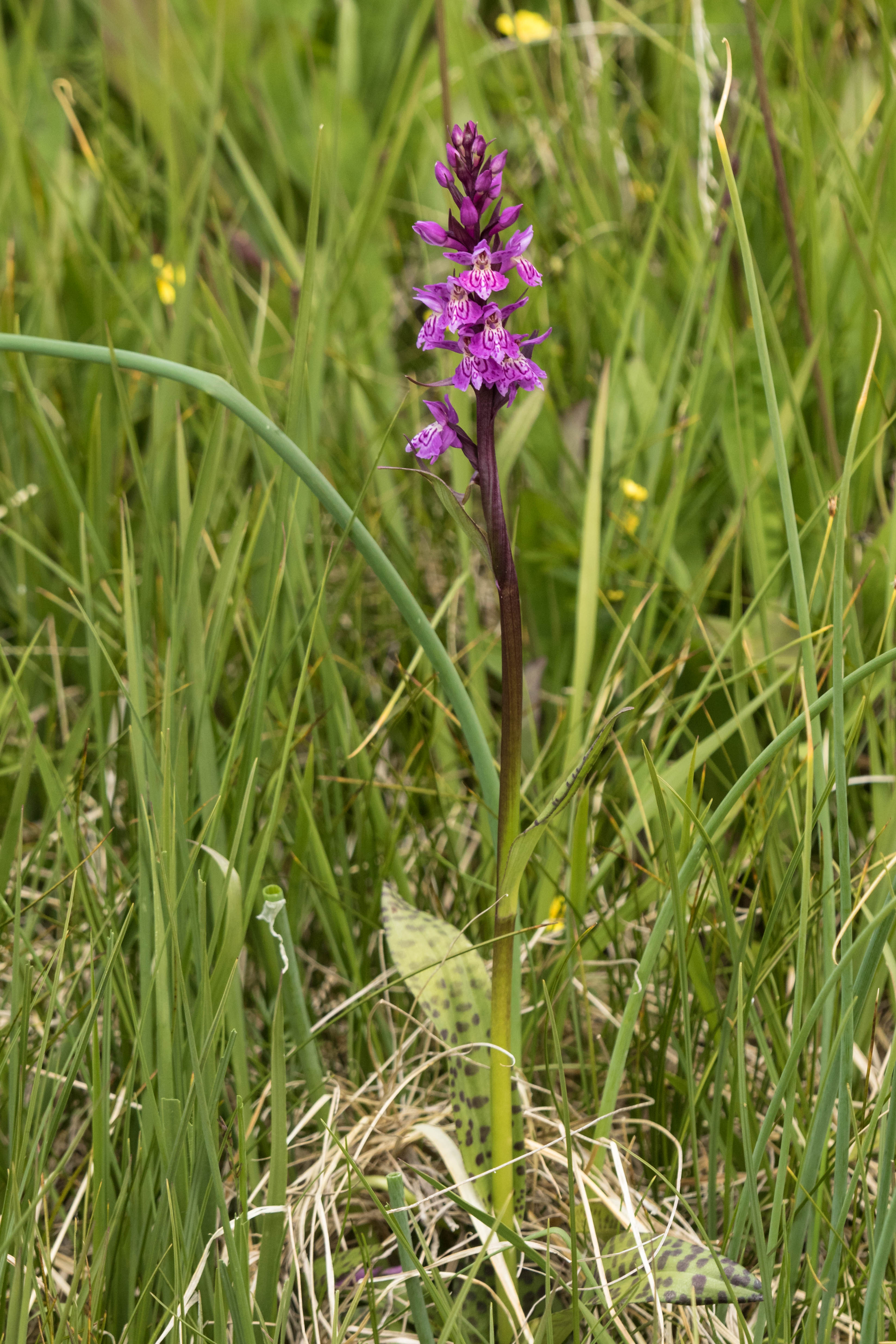 Dactylorhiza spec.1_1.jpg