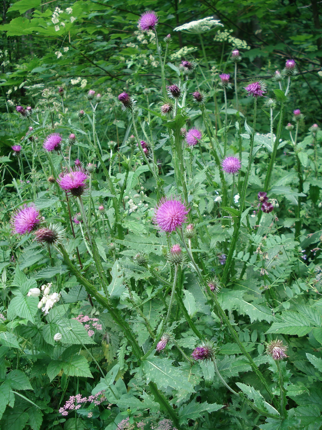 Carduus.defloratus.ssp.viridis x personata.St -Krumpenalm.JPG