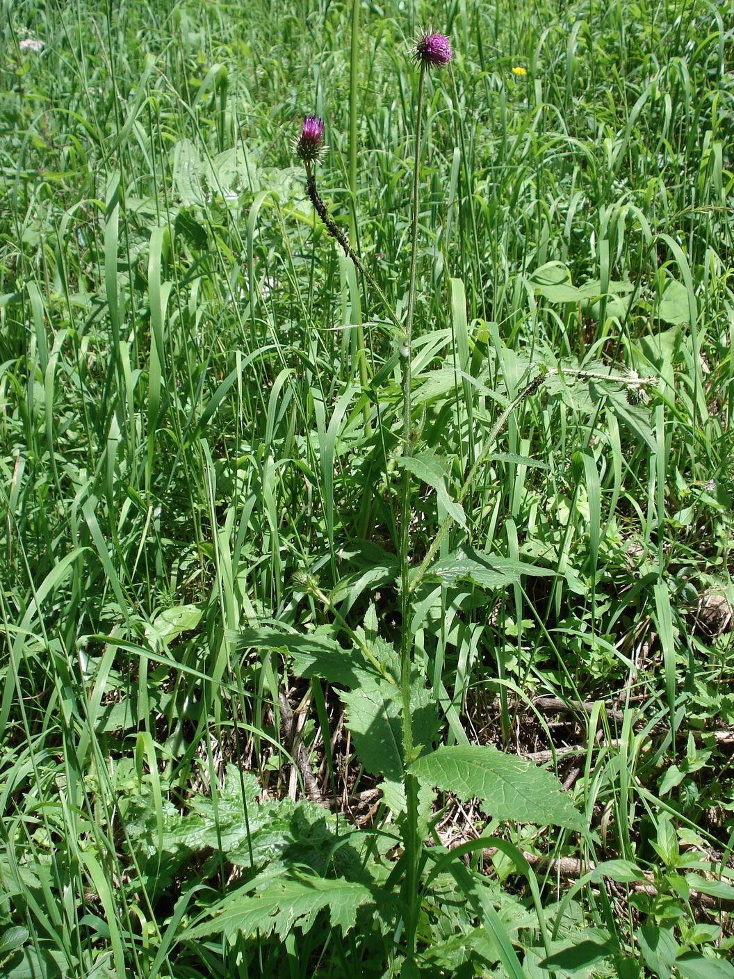 Carduus.defloratus.ssp.viridis x personata.St-Gsollalm.JPG