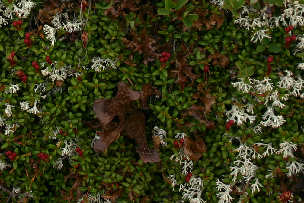 Zupalseehütte_2008_07_10.jpg