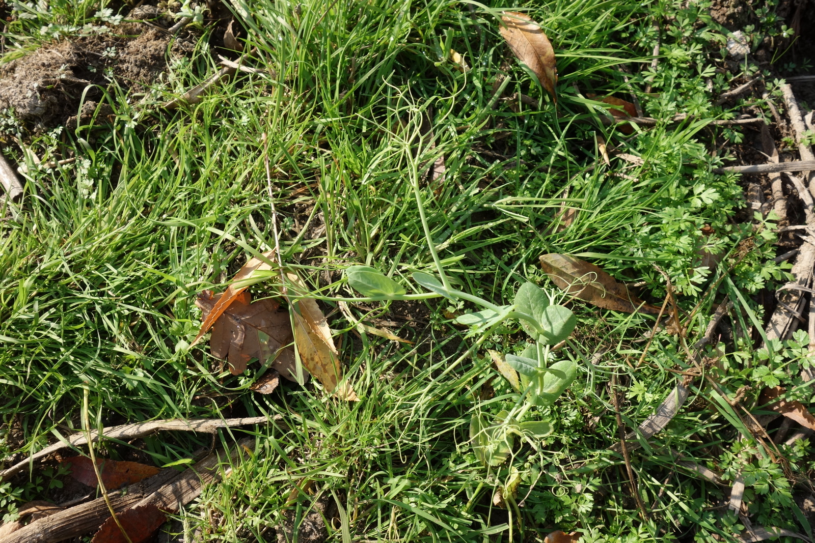 Fabaceae specDrösing_Zistersdorfer Pommer_20181018-001.JPG