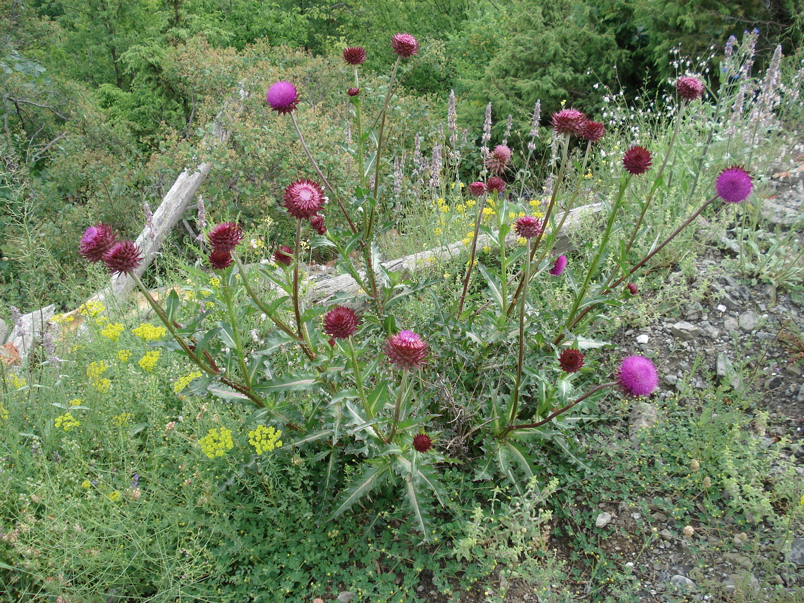 Carduus.nutans. ssp.thoermeri.Griechenland.Ost-Zagoria.Kapesovo.jpg