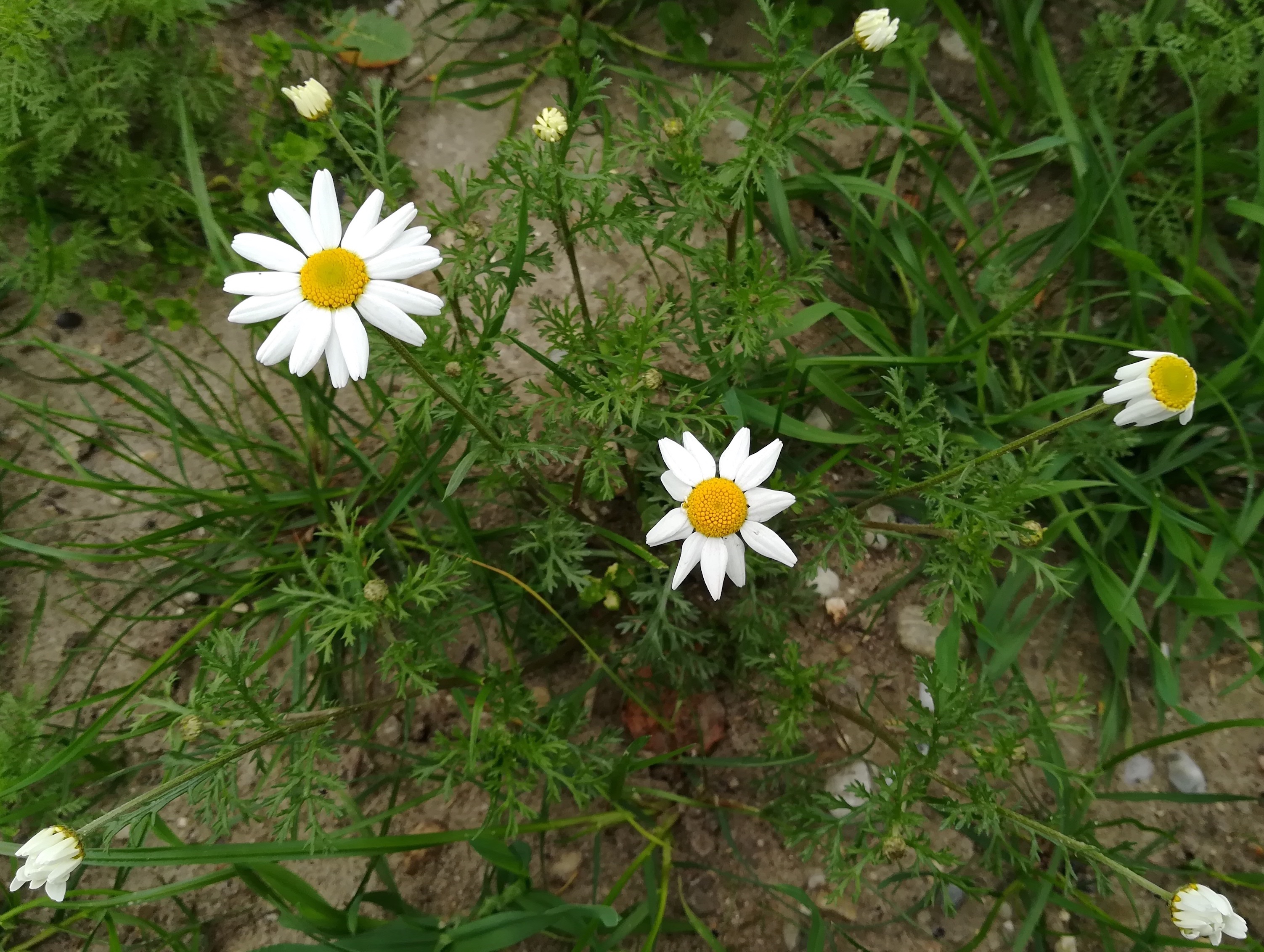 anthemis ruthenica bhf wildungsmauer_20181111_122445.jpg