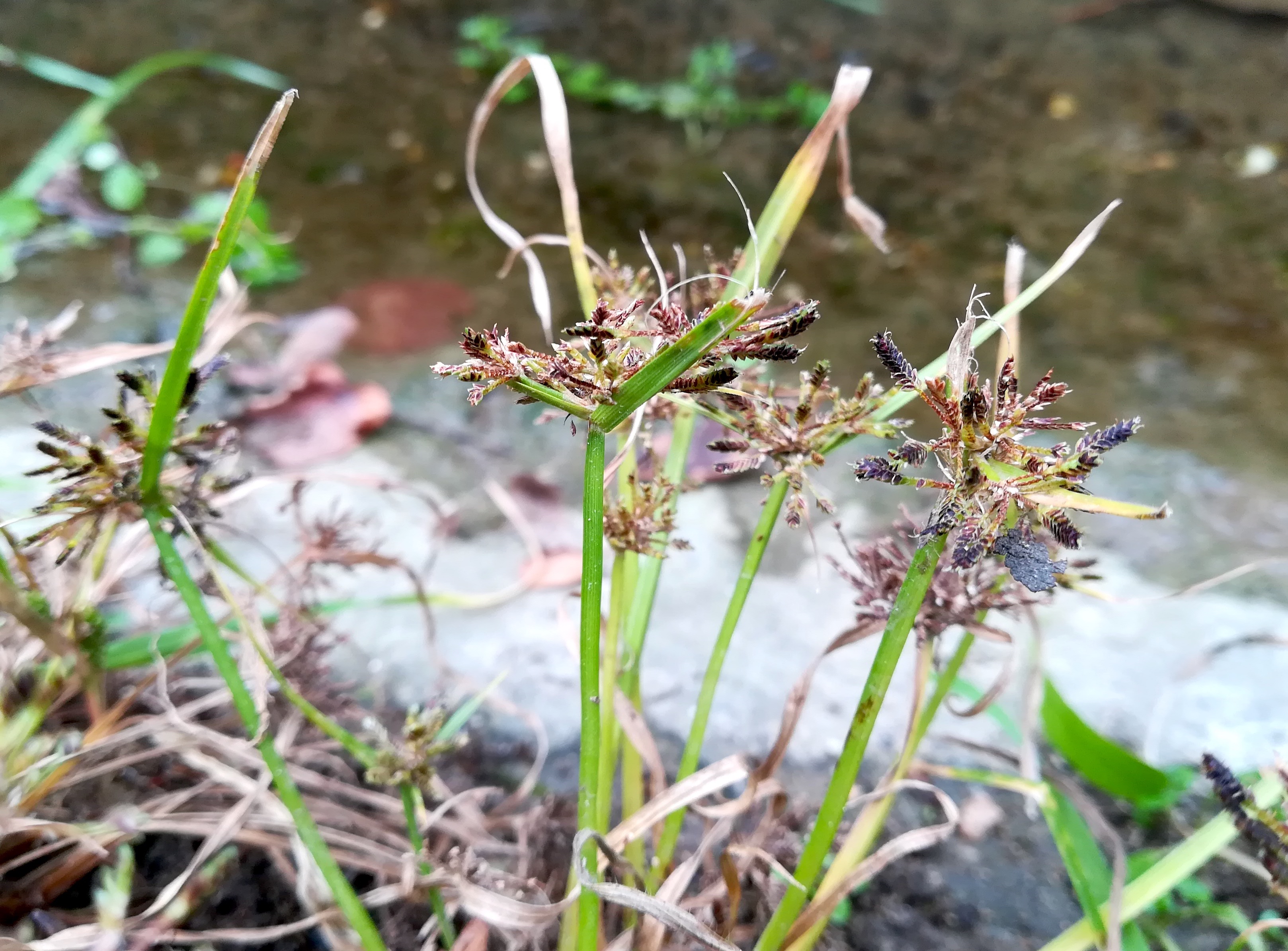 cyperus fuscus wildungsmauer_20181111_135659.jpg