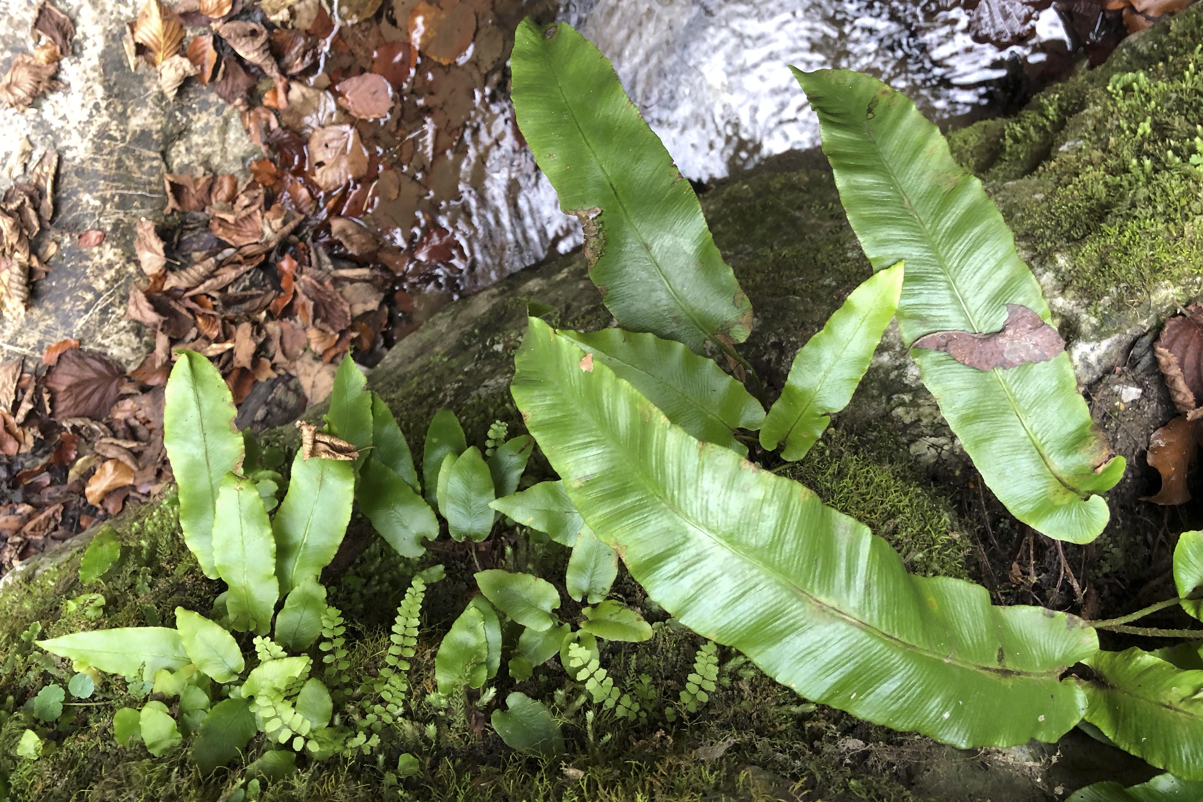 Asplenium scolopendrium_badlgraben.jpg