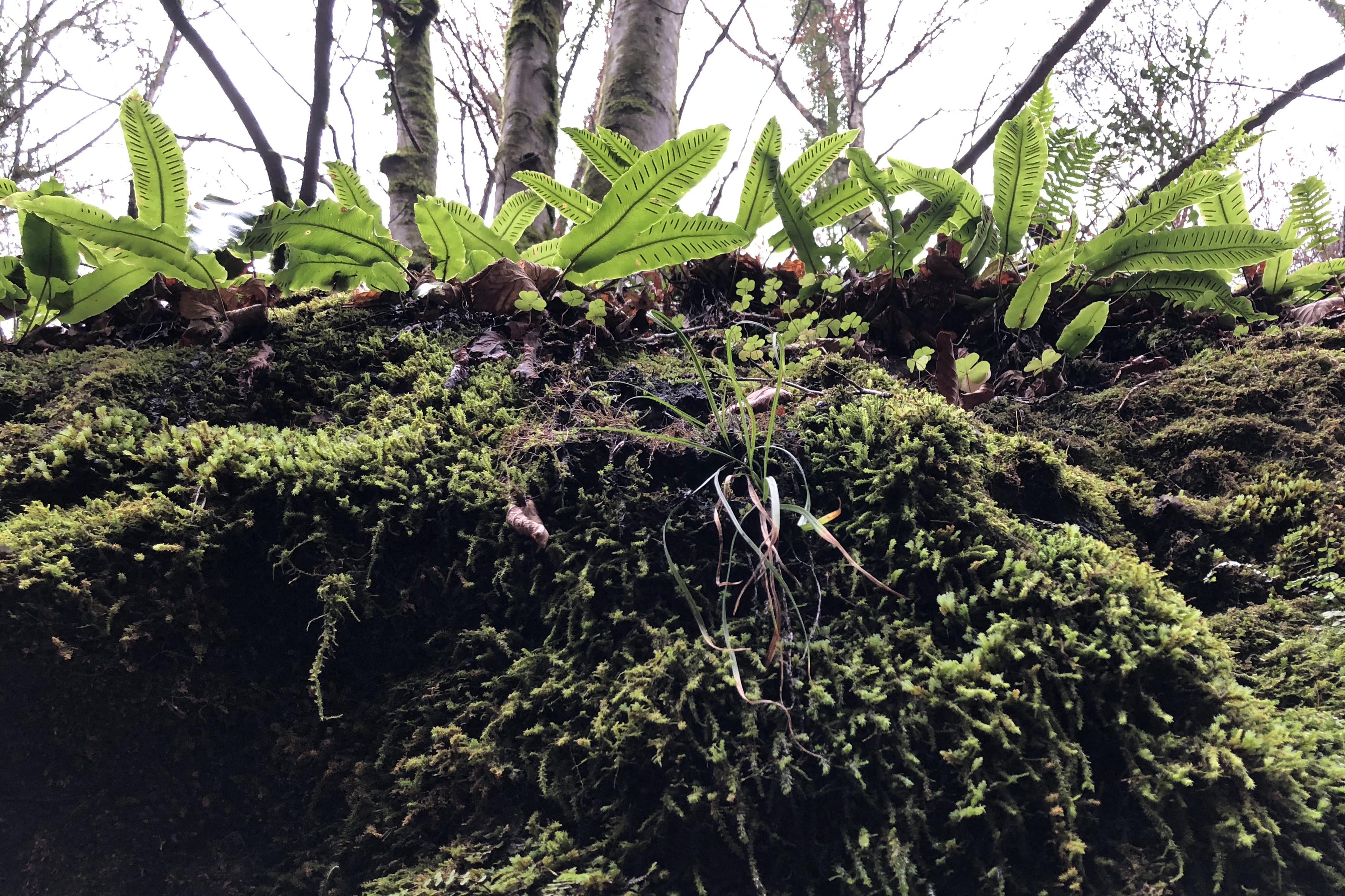 Asplenium scolopendrium1_badlgraben.jpg