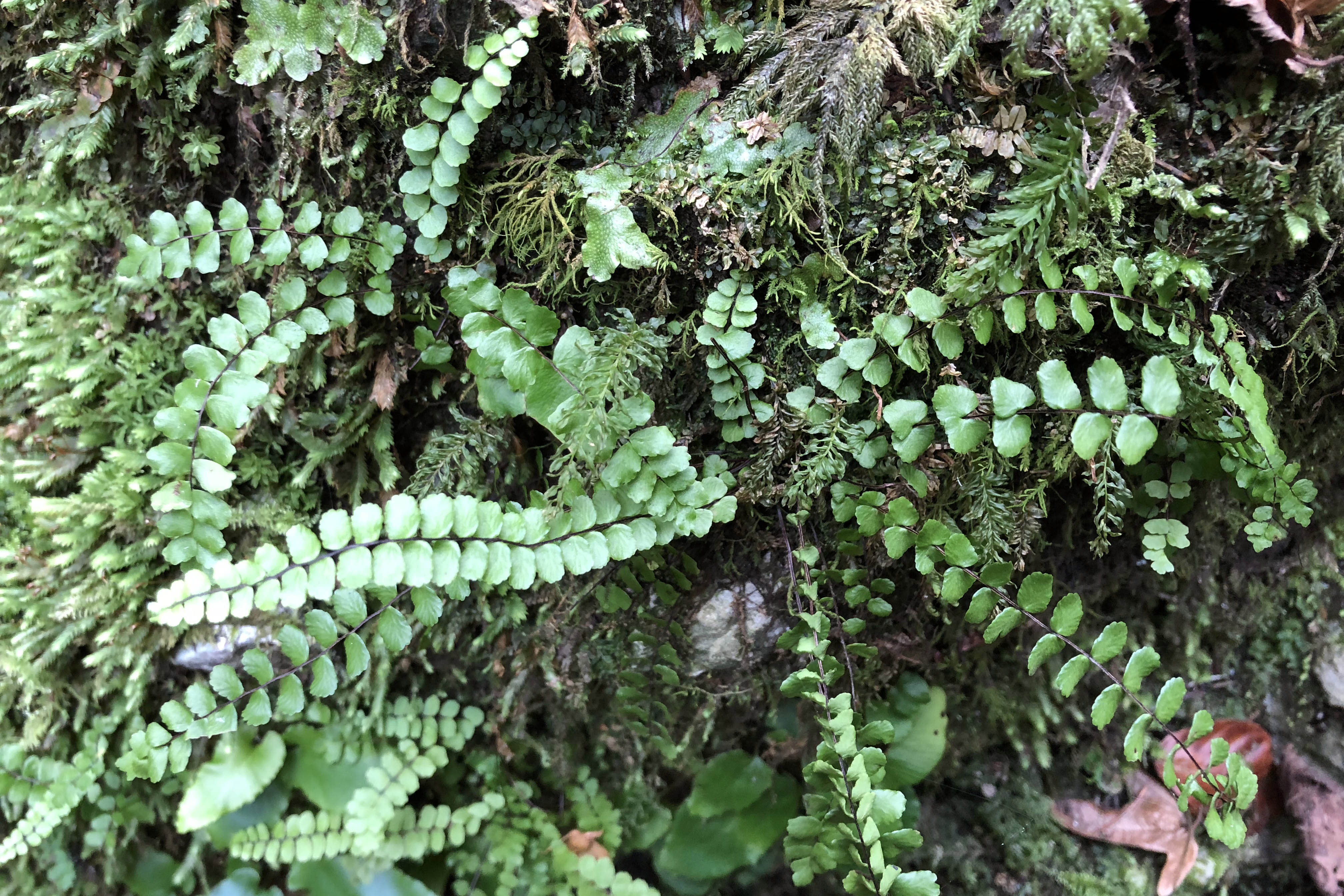 Asplenium2_badlgraben.jpg