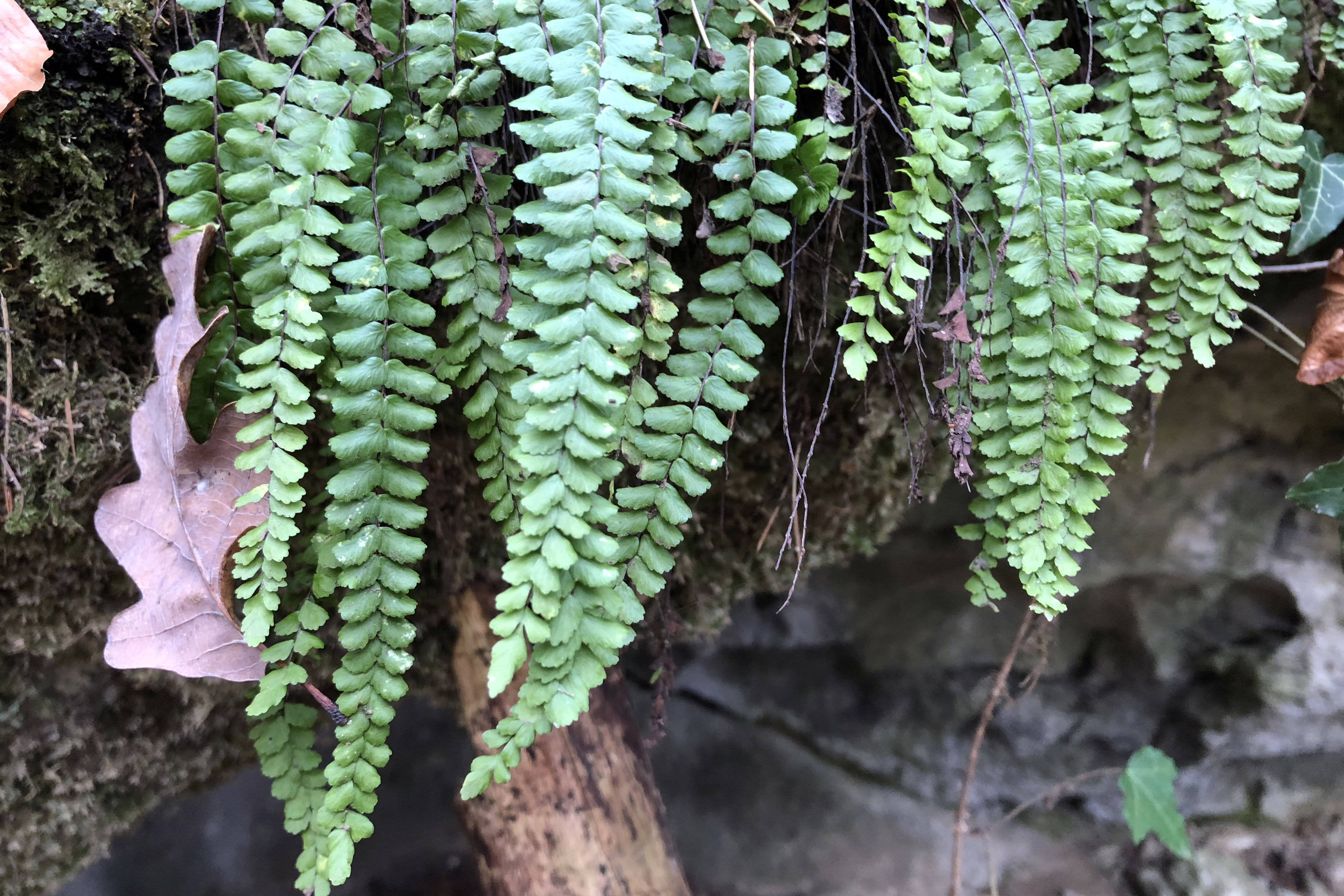 Asplenium_nahe Badlhoehle.jpg