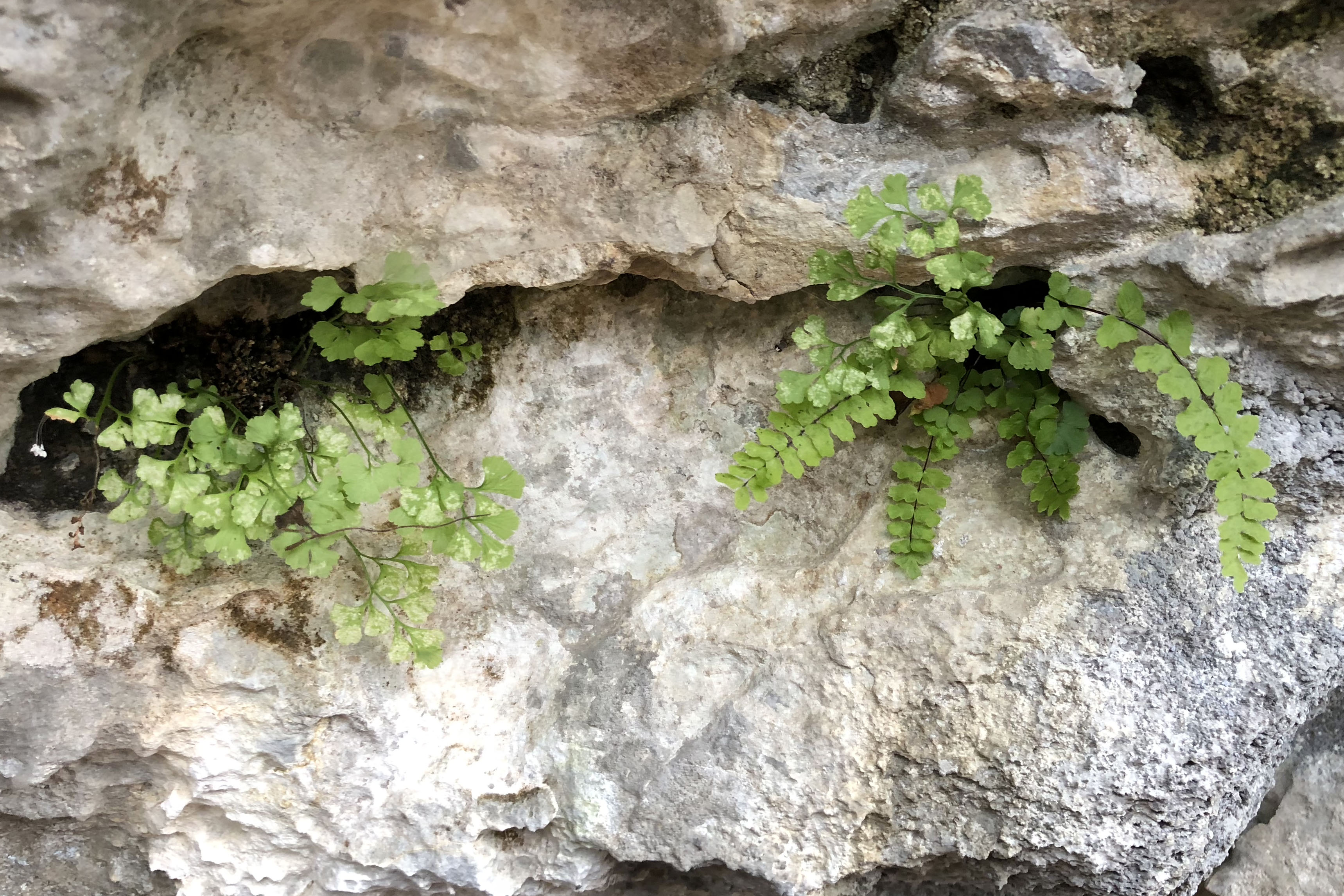 Asplenium_badlhoehle.jpg