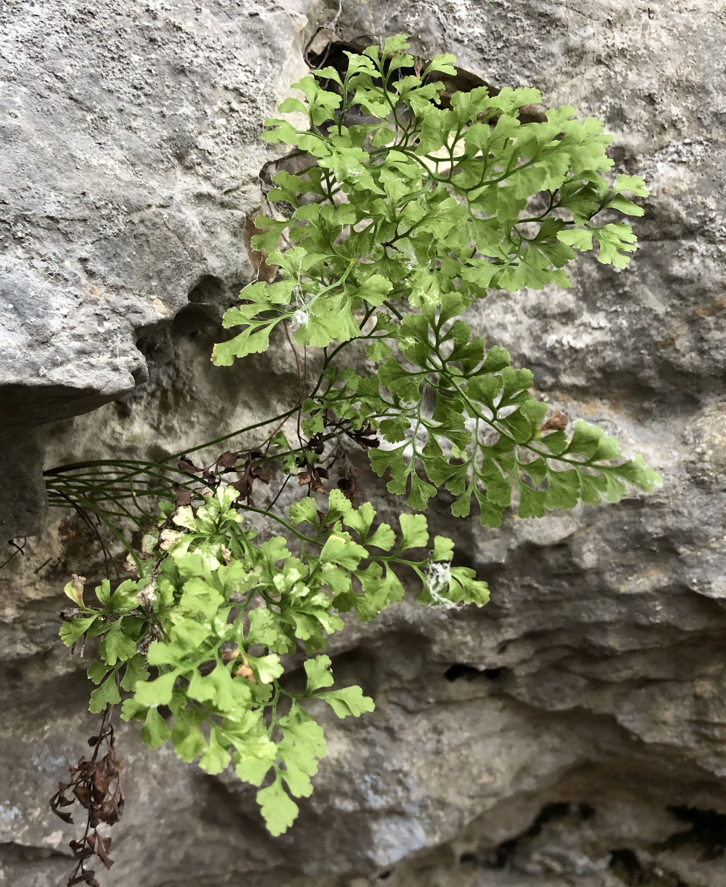 Asplenium ruta- muraria_badlhoehle.jpg