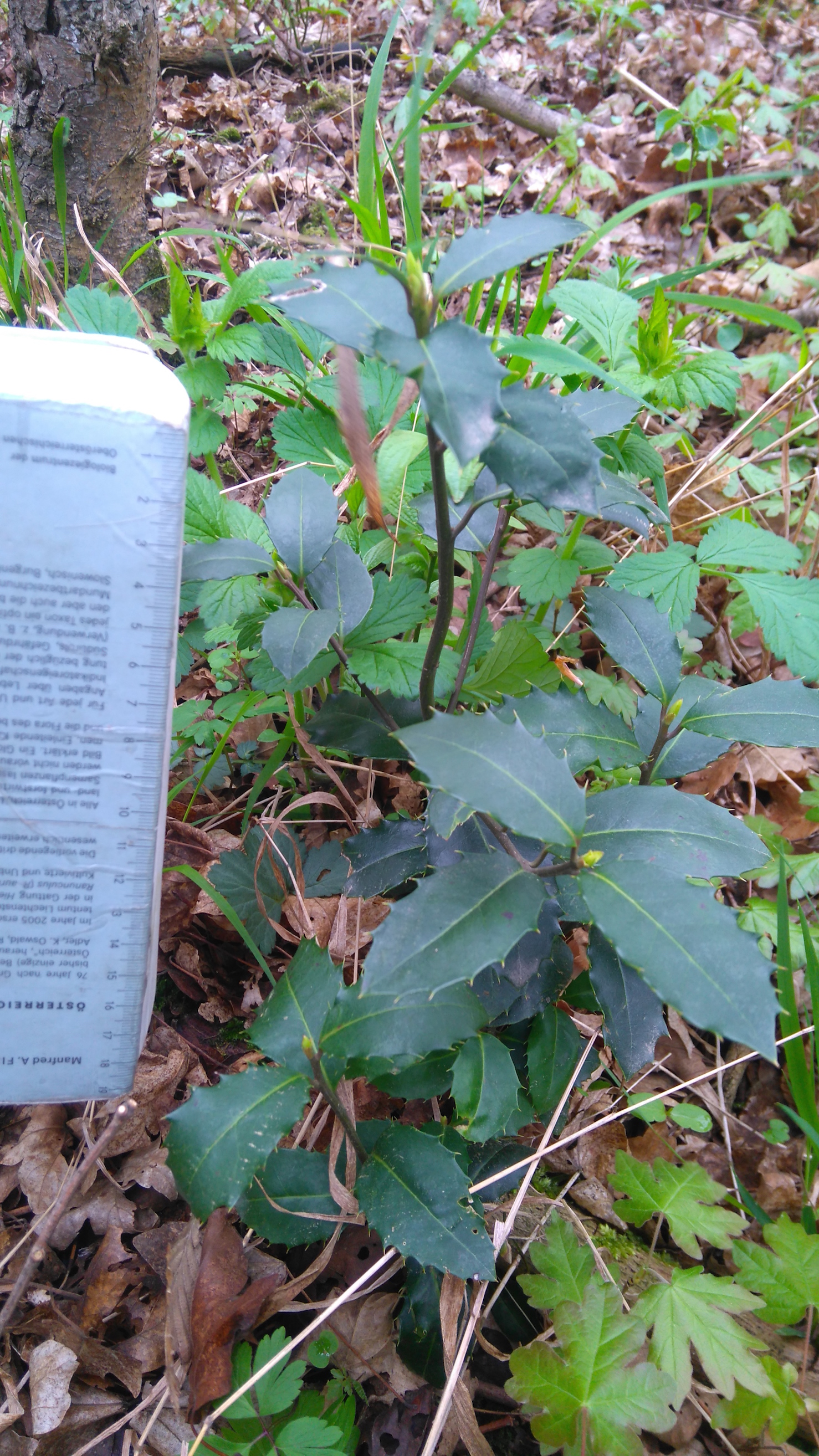 ilex aquifolium eichwiese gütenbachtal_6605.JPG