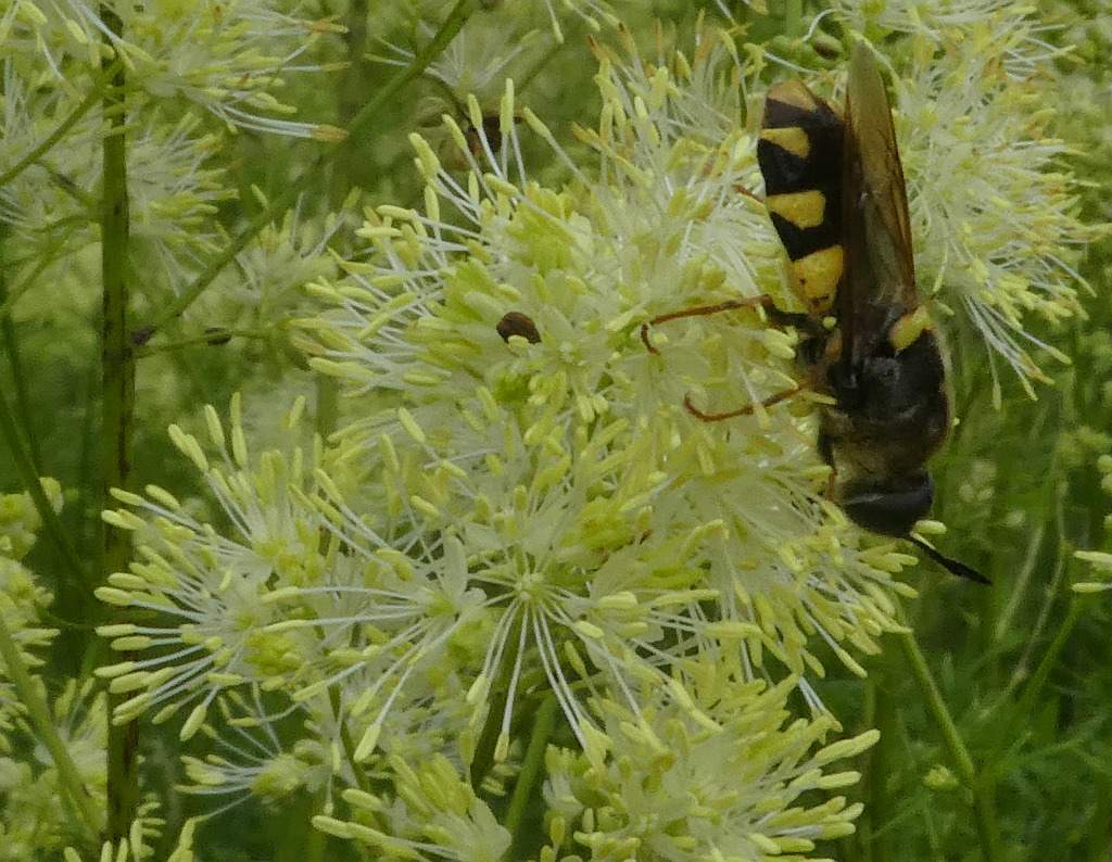 01P1070597 Stratiomys potamida-Gelbrandwaffenfliege.jpg