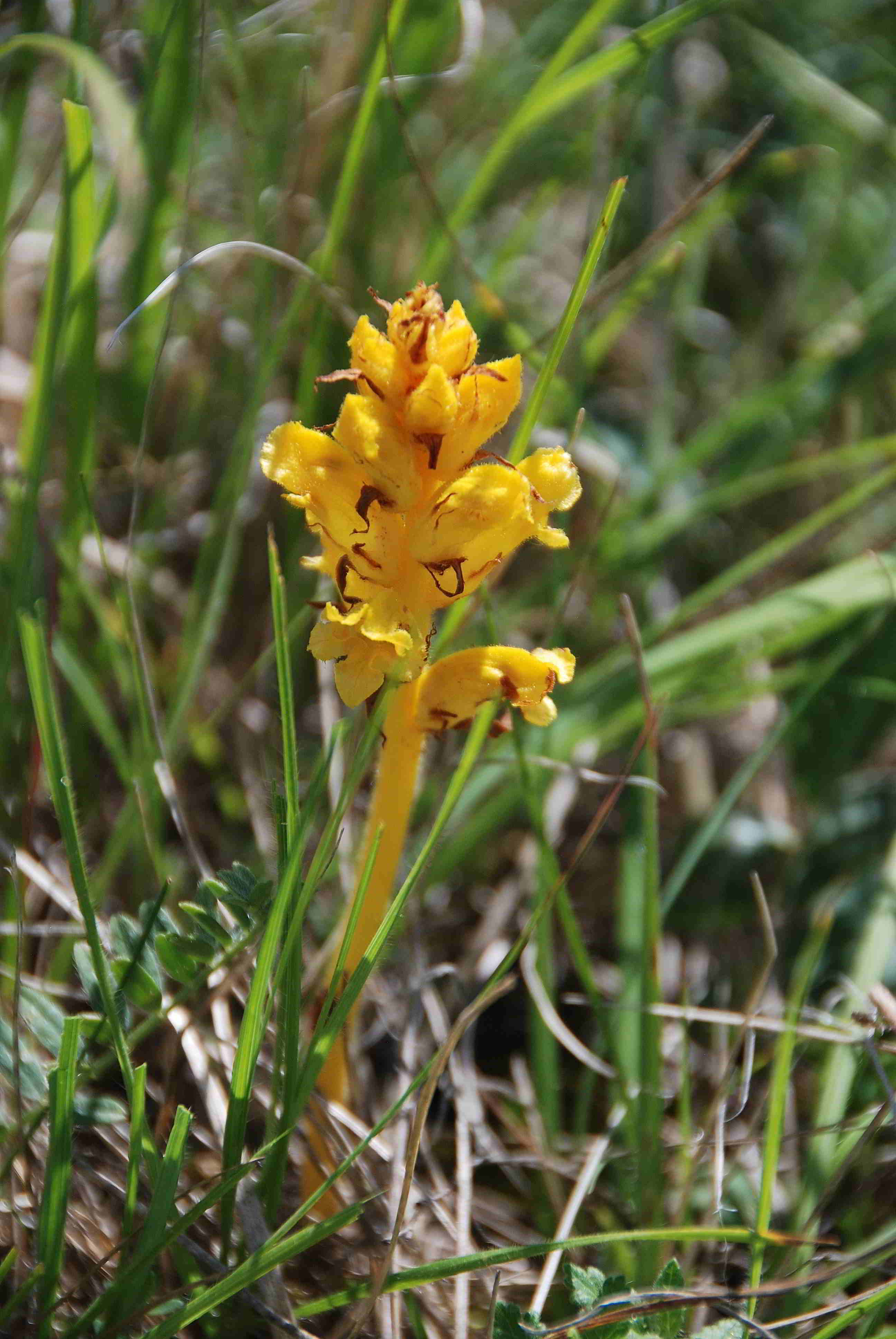 Stotzinger Heide-27052018-(91) - Orobanche sp. - unbestimmt.JPG