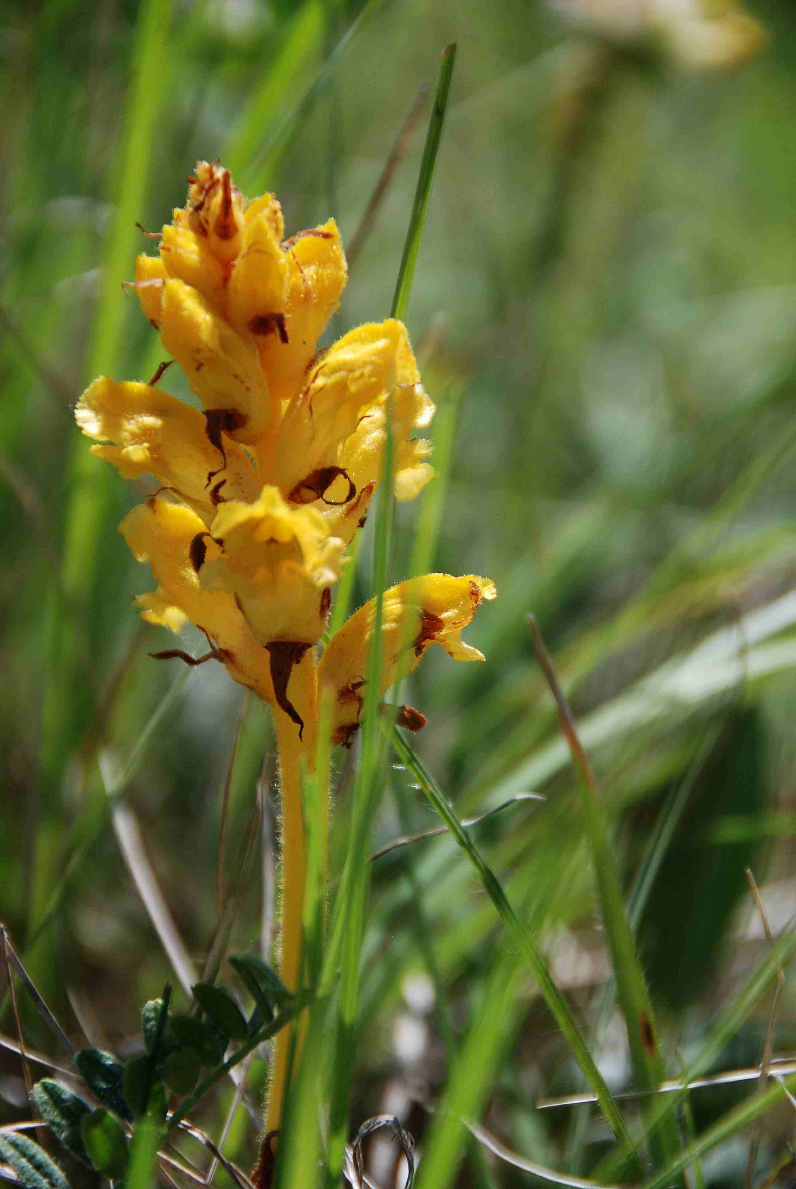 Stotzinger Heide-27052018-(92) - Orobanche sp. - unbestimmt.JPG