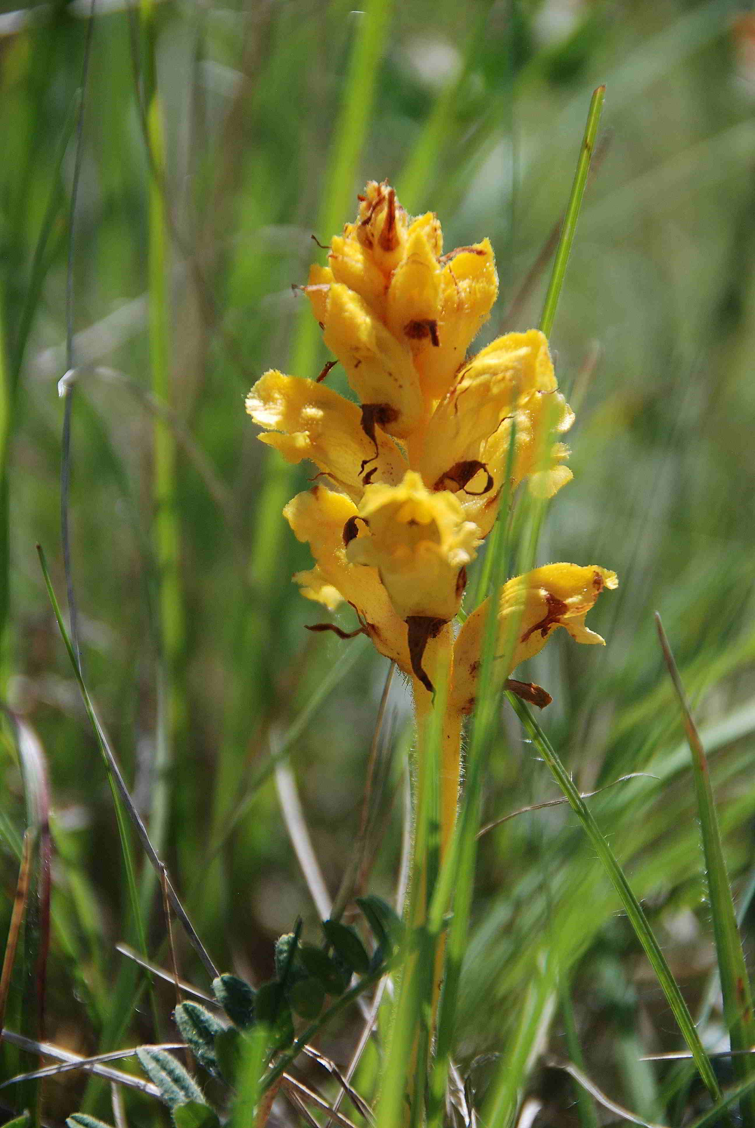 Stotzinger Heide-27052018-(93) - Orobanche sp. - unbestimmt.JPG