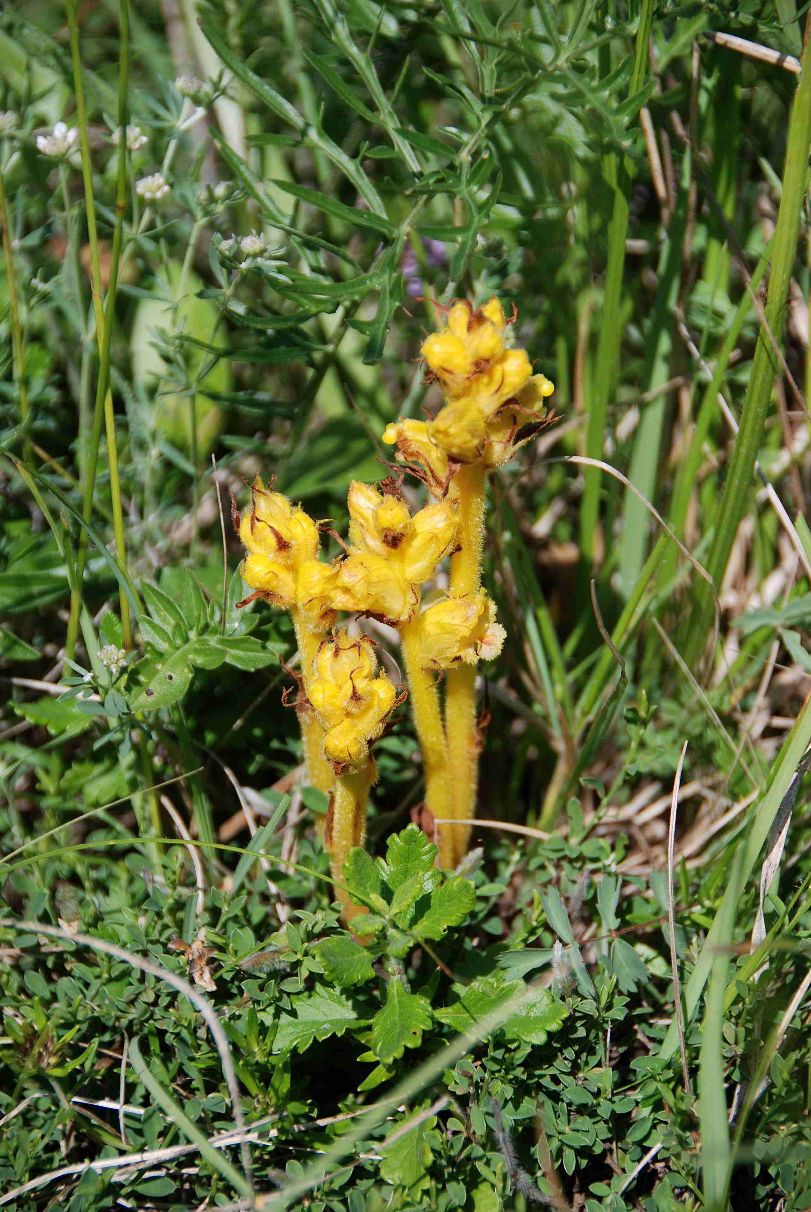 Stotzinger Heide-27052018-(97) - Orobanche sp - unbestimmt.JPG