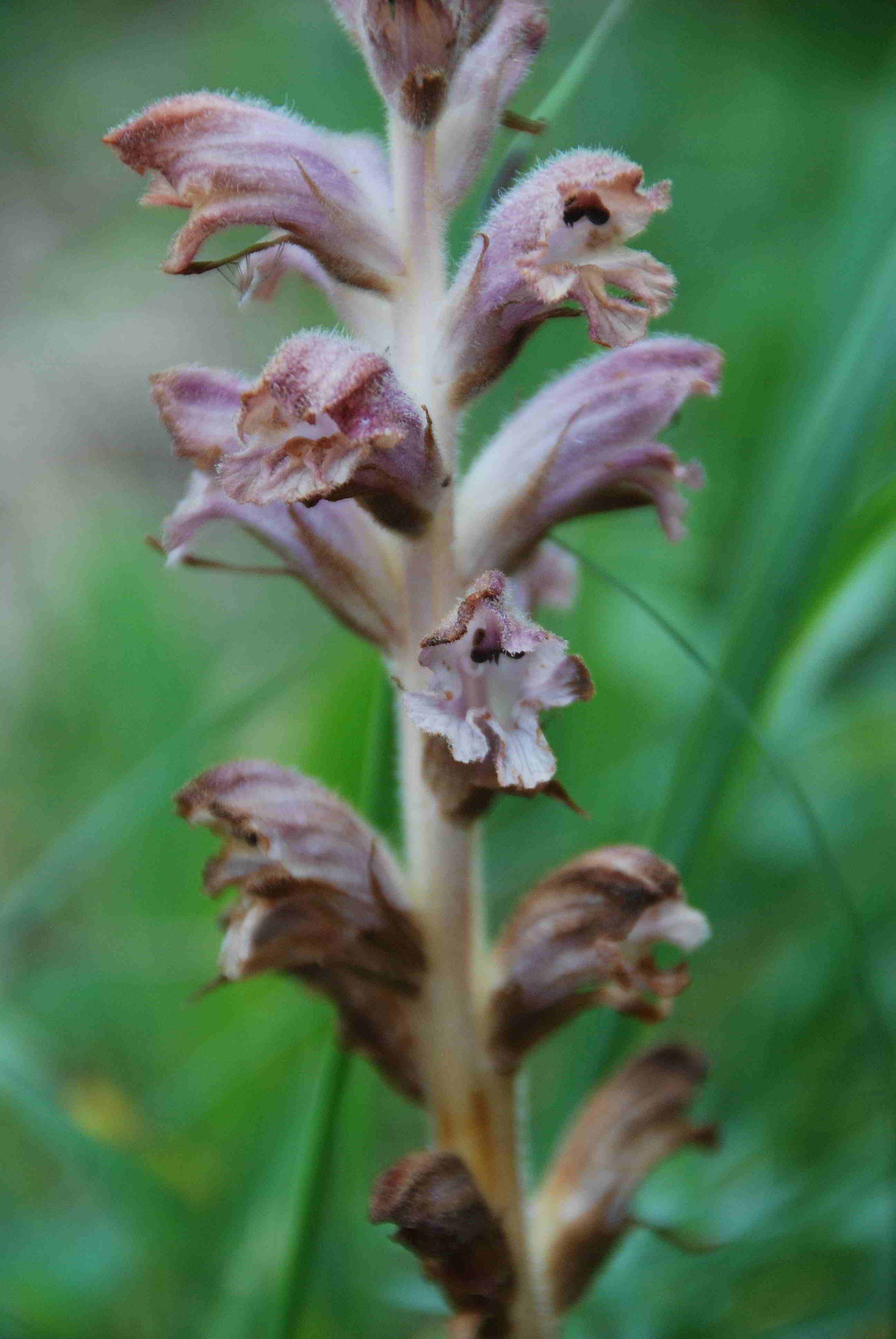 Jochart-22062017-(28)-Orobanche sp.JPG