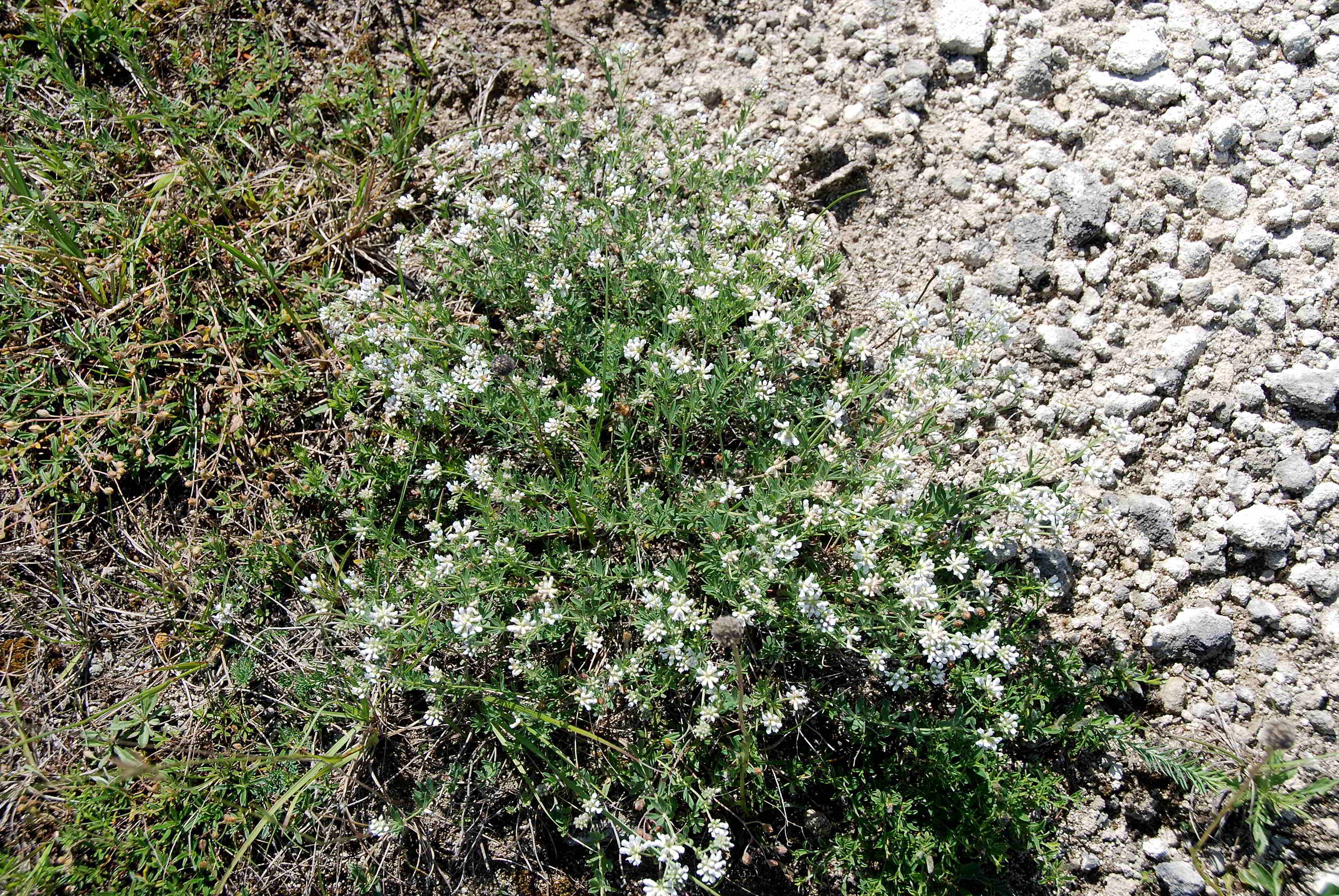 Stotzinger Heide-27052018-(95) - Pflanze weiß  - unbestimmt.JPG