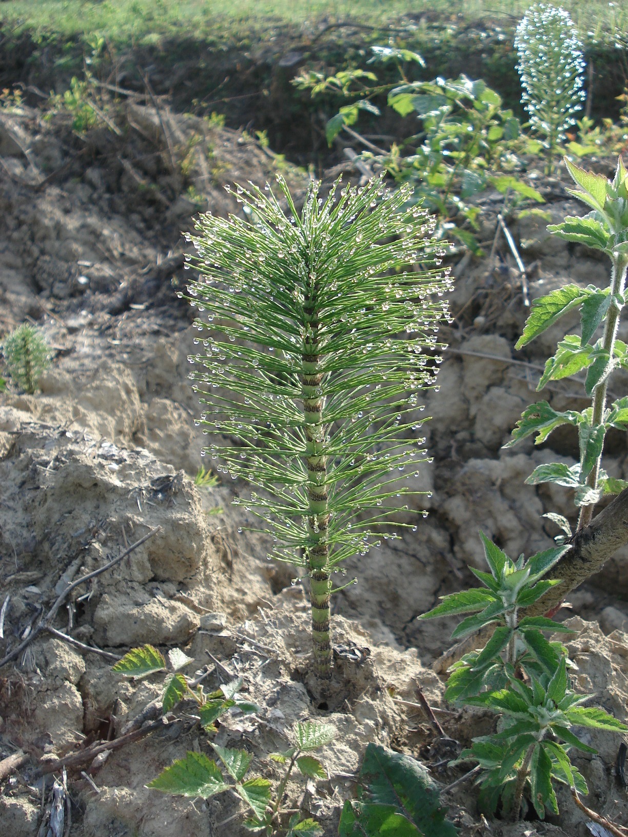 Equisetum.telmateia.Istrien.I.jpg