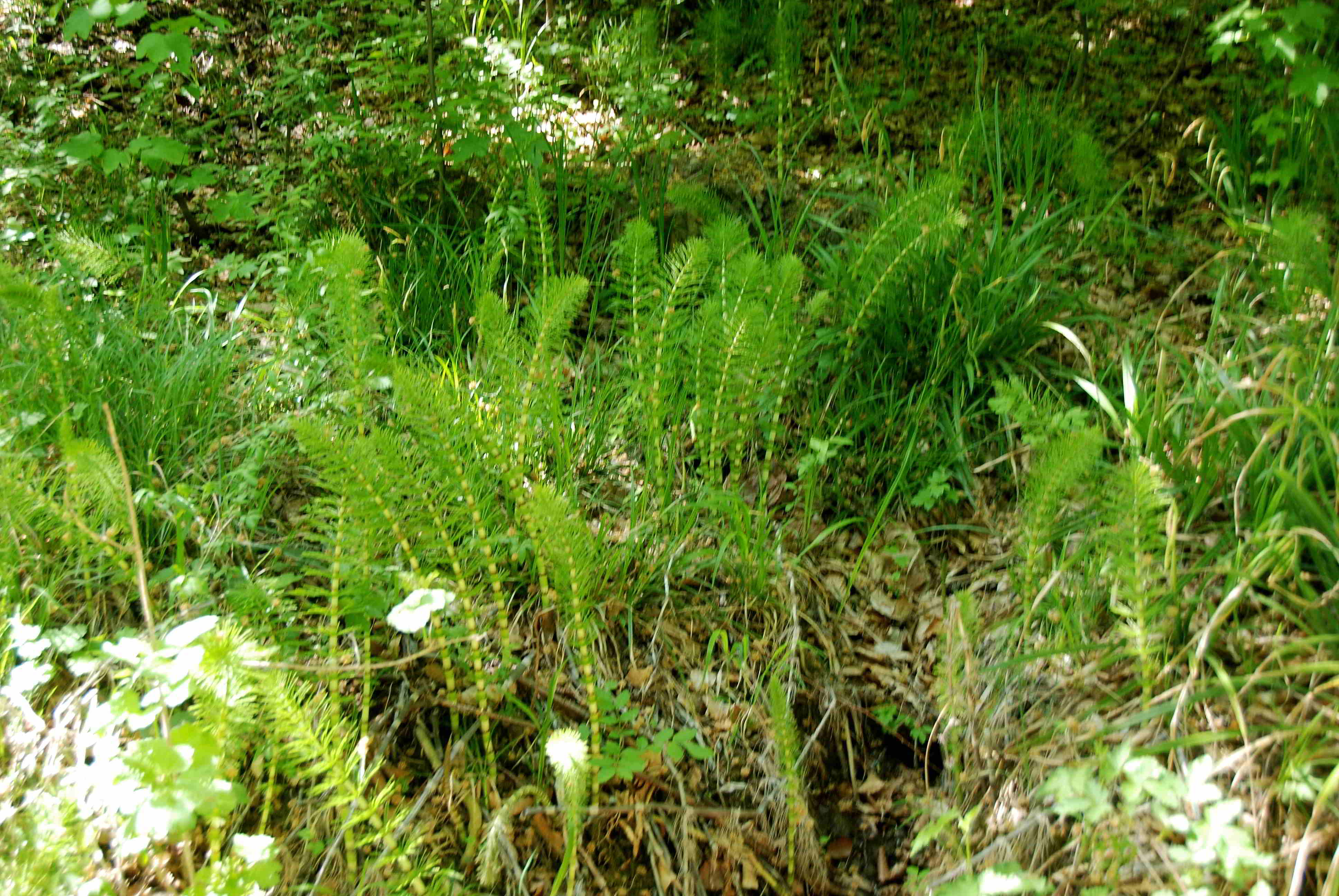Purkersdorf-Weiderwiese-30042018-(14) - Equisetaceae cf. telmateia - unbestimmt.JPG