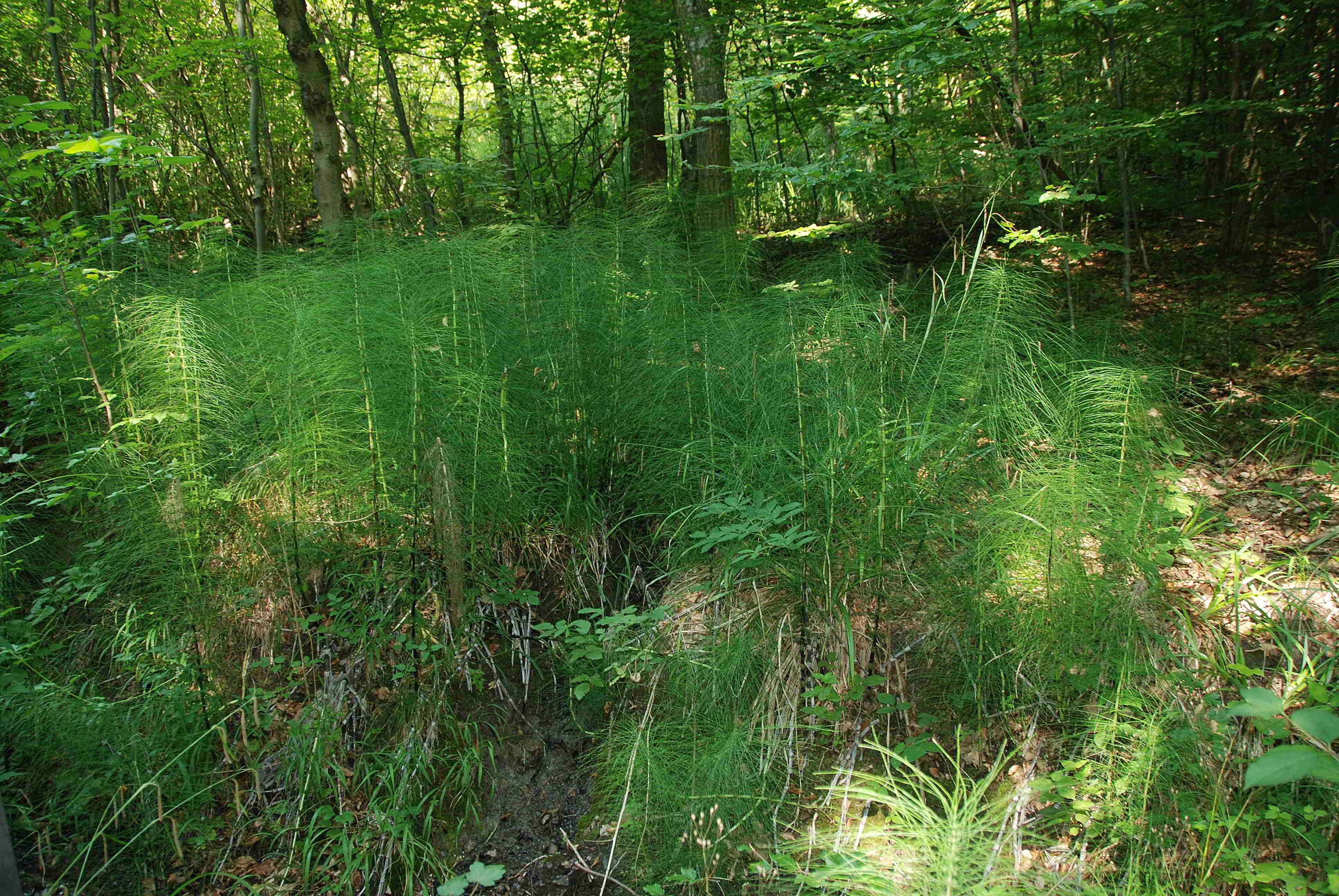 Weiderwiese-05092018-(12) - Weg zur Wiese - Equisetaceae cf. telmateia - unbestimmt.JPG