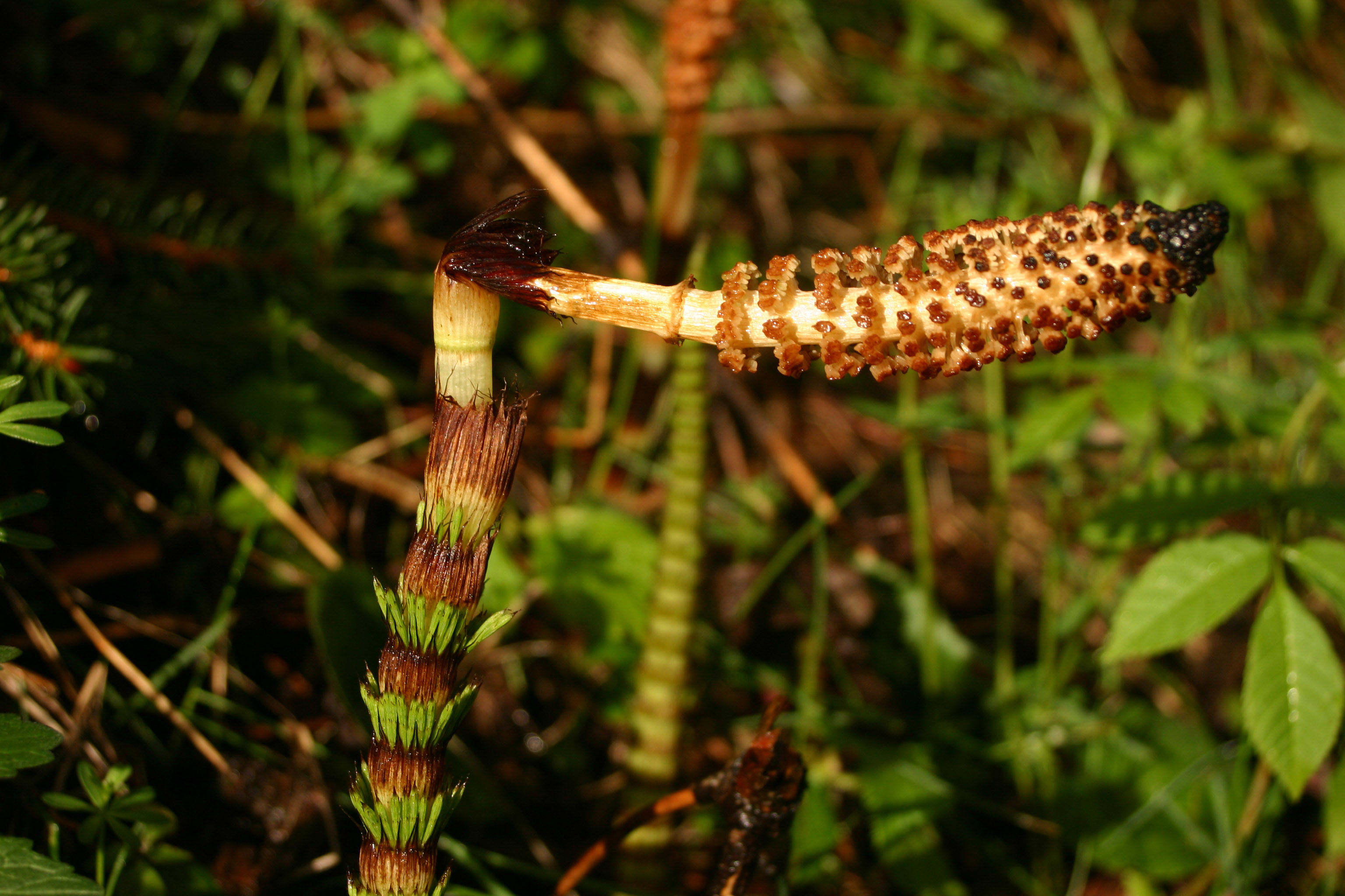 Equisetum_telmateja_var._serotinum_3_Rossleithen_2006_05_19.jpg