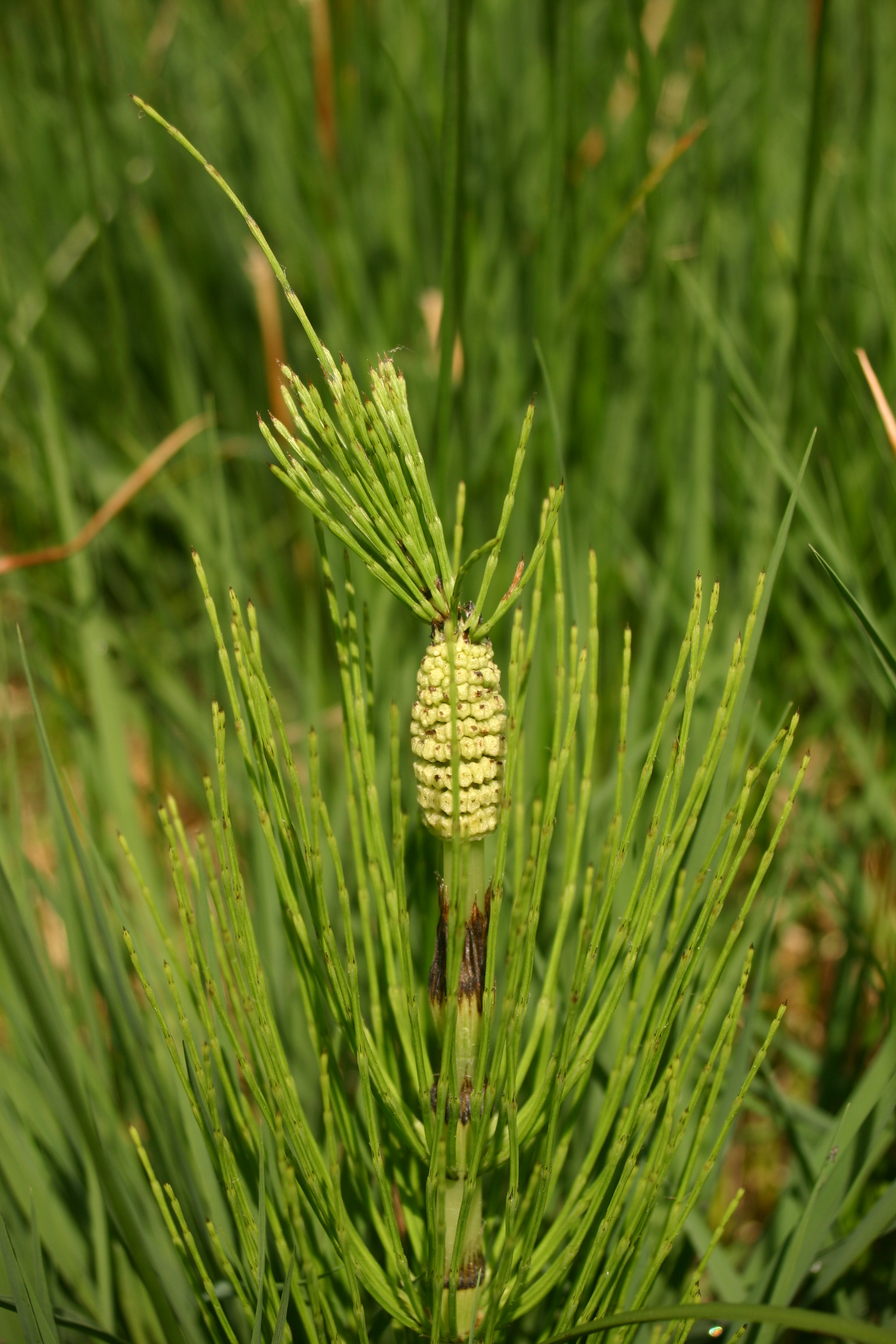 Equisetum_telmateia_var. serotinum_Untersbergfuß_2008_06_01.jpg