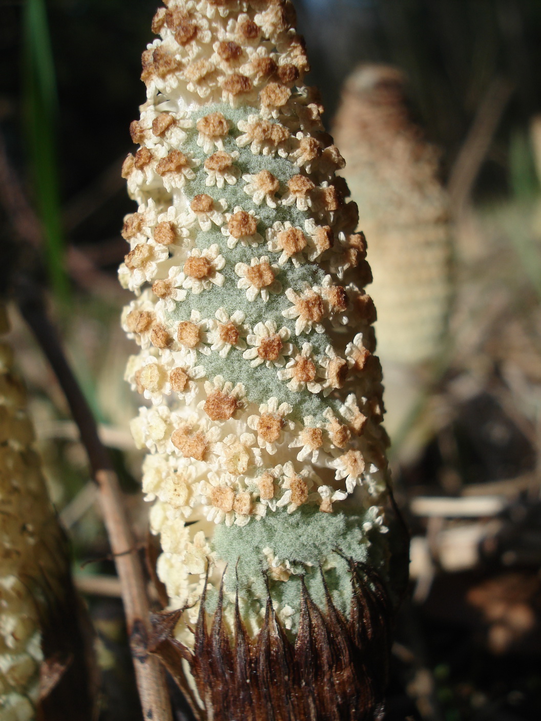 Equisetum.telmateia.Riesen-Sch.St-St.Johann. i.Saggautal.JPG