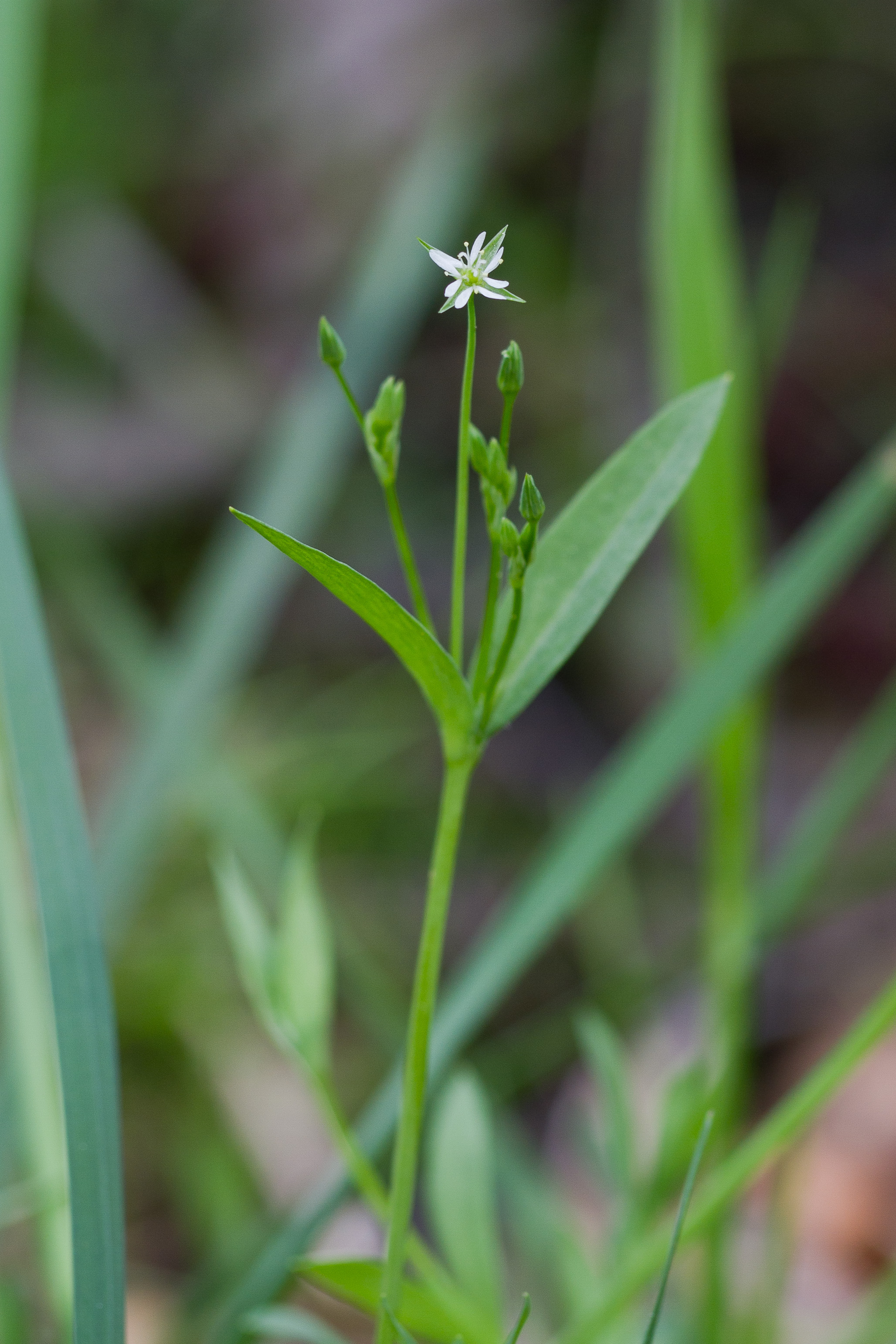 Caryophyllaceae_Stellaria alsine 1-2.jpg