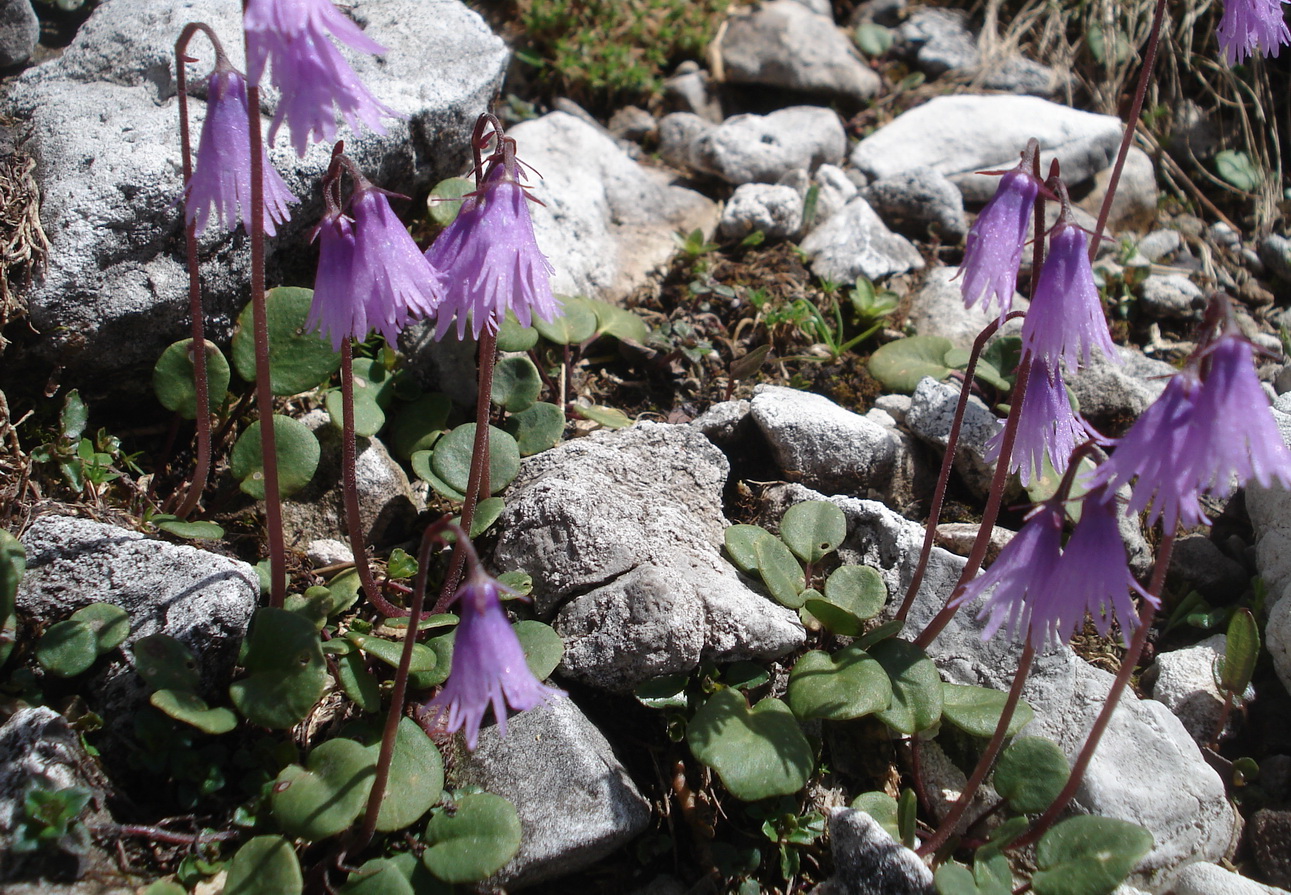 Soldanella.alpina x minima.cf.I-Pala.Passo Canali.JPG