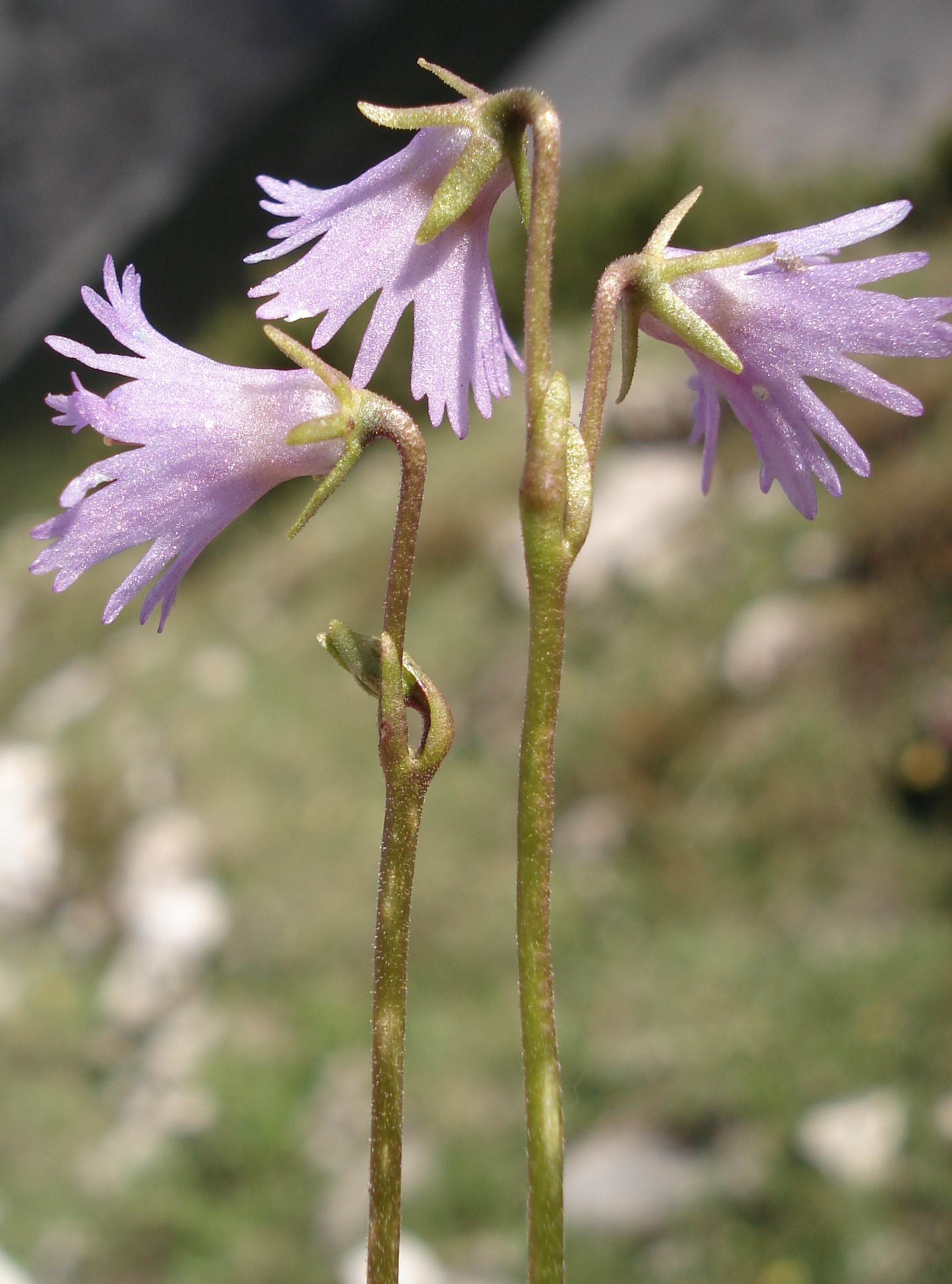 Soldanella.alpina x minima.I-Friaul.Dolo. Ci.Monfalcon.JPG