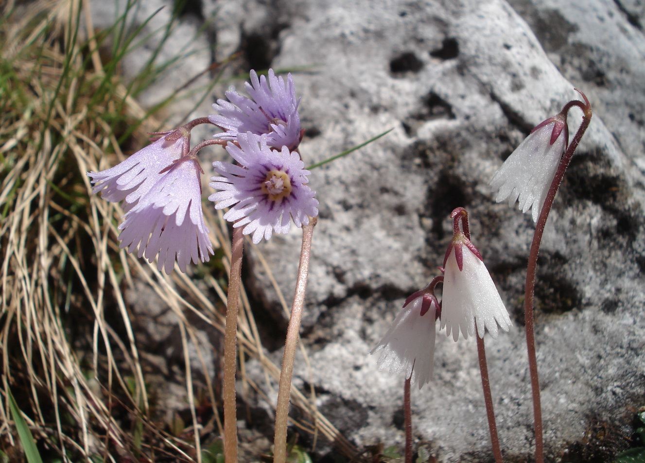 Soldanella.alpina x minima.I-Pala.Passo. Canali.JPG