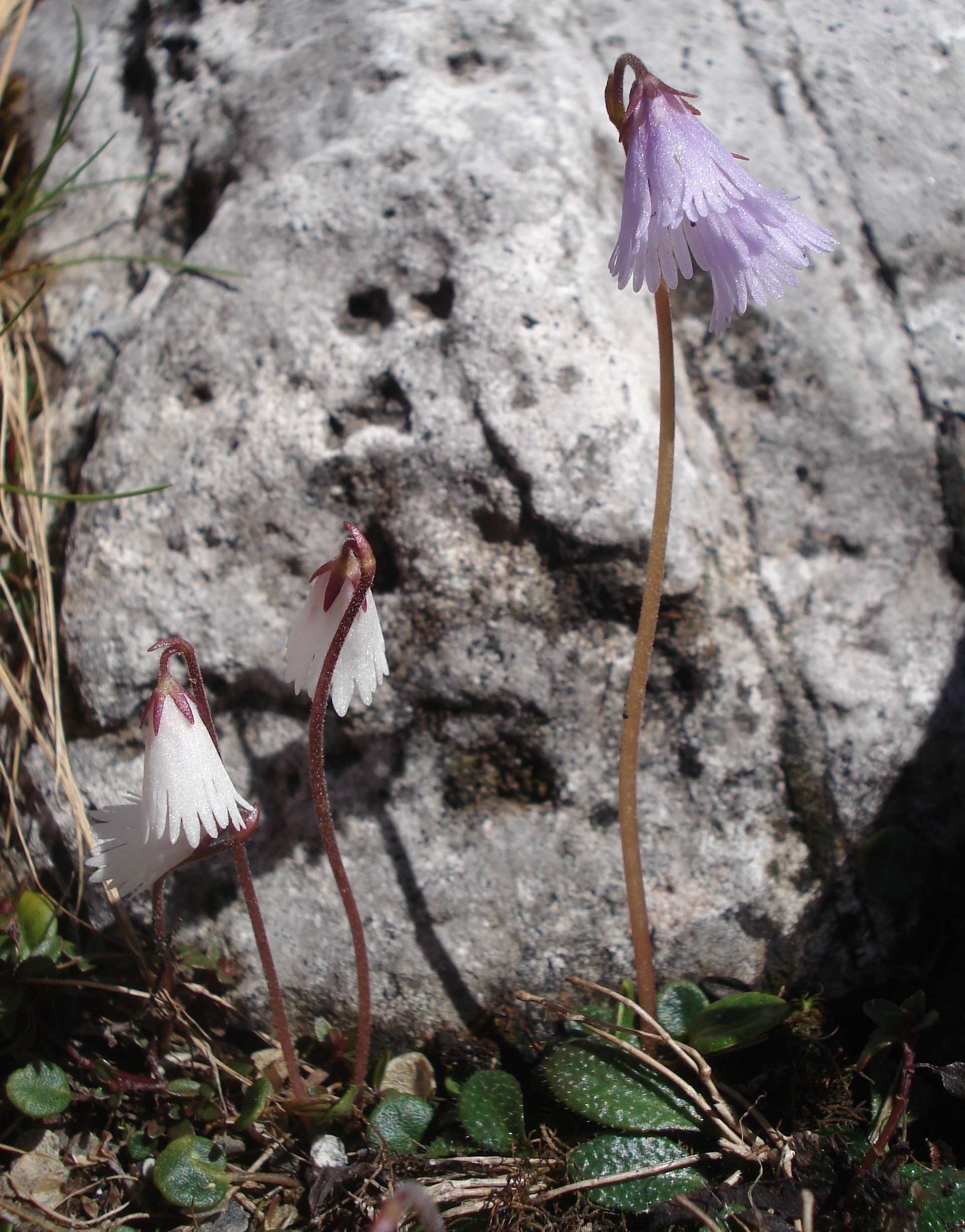 Soldanella.alpina x minima.I-Pala.Val .Canali.JPG