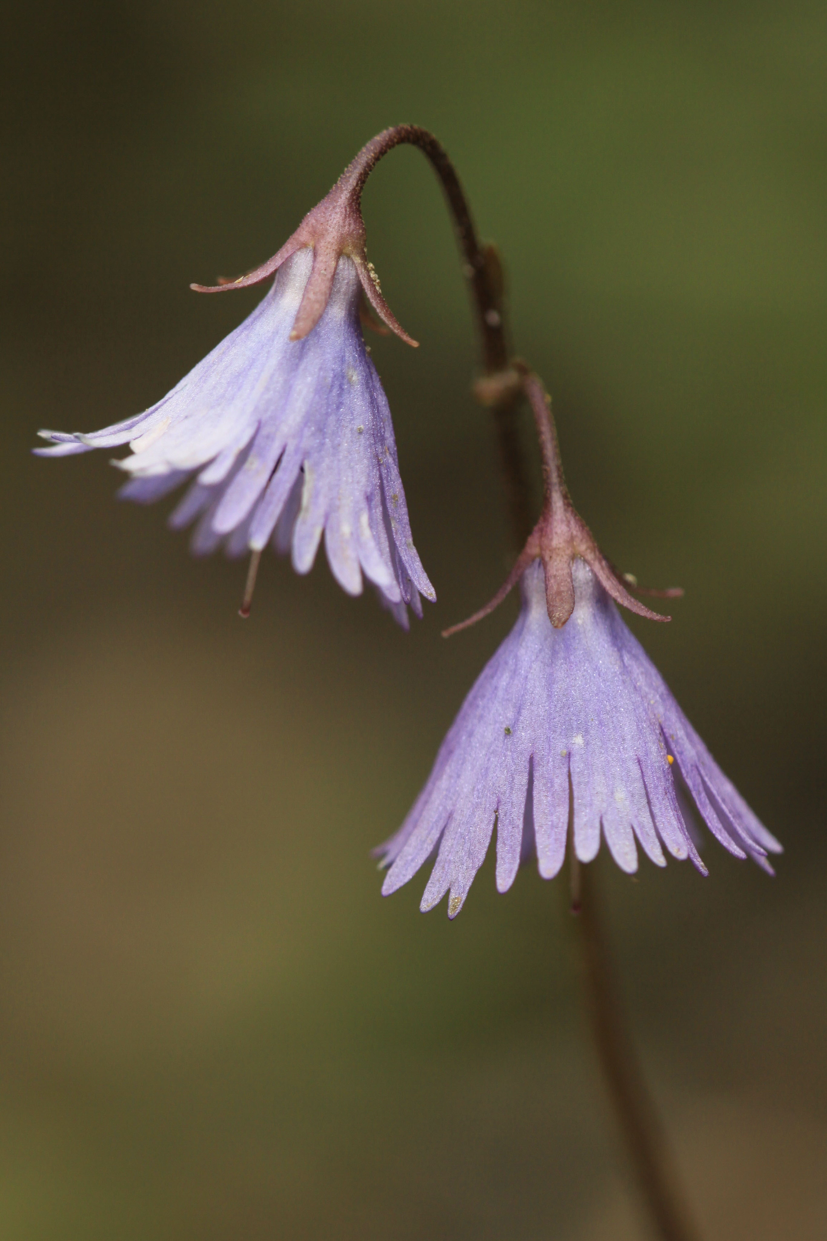 Soldanella_pusilla_x_alpina_Teischnitztal_20110709.jpg