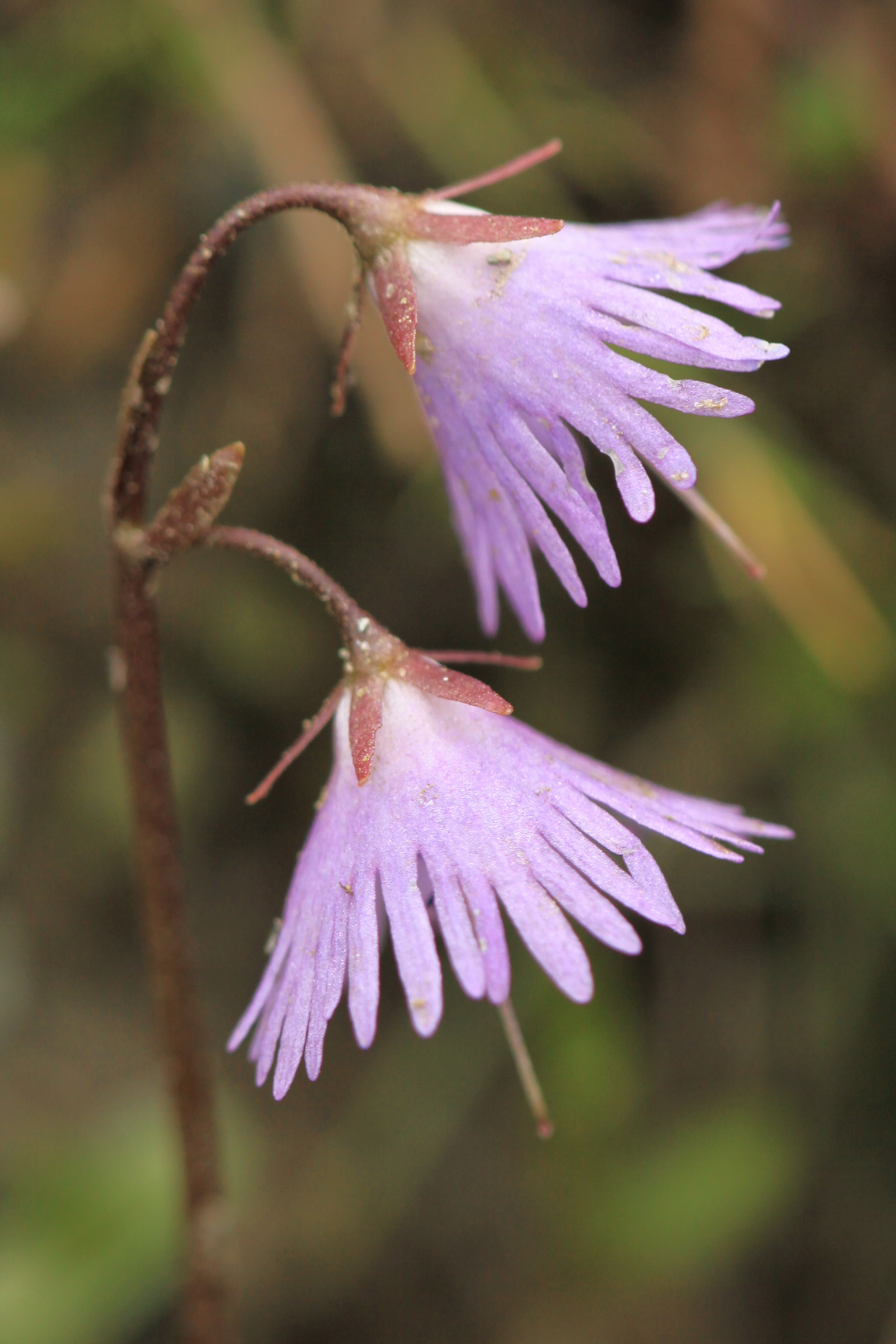 Soldanella_pusilla_x_alpina_Teischnitztal1_20110709.jpg