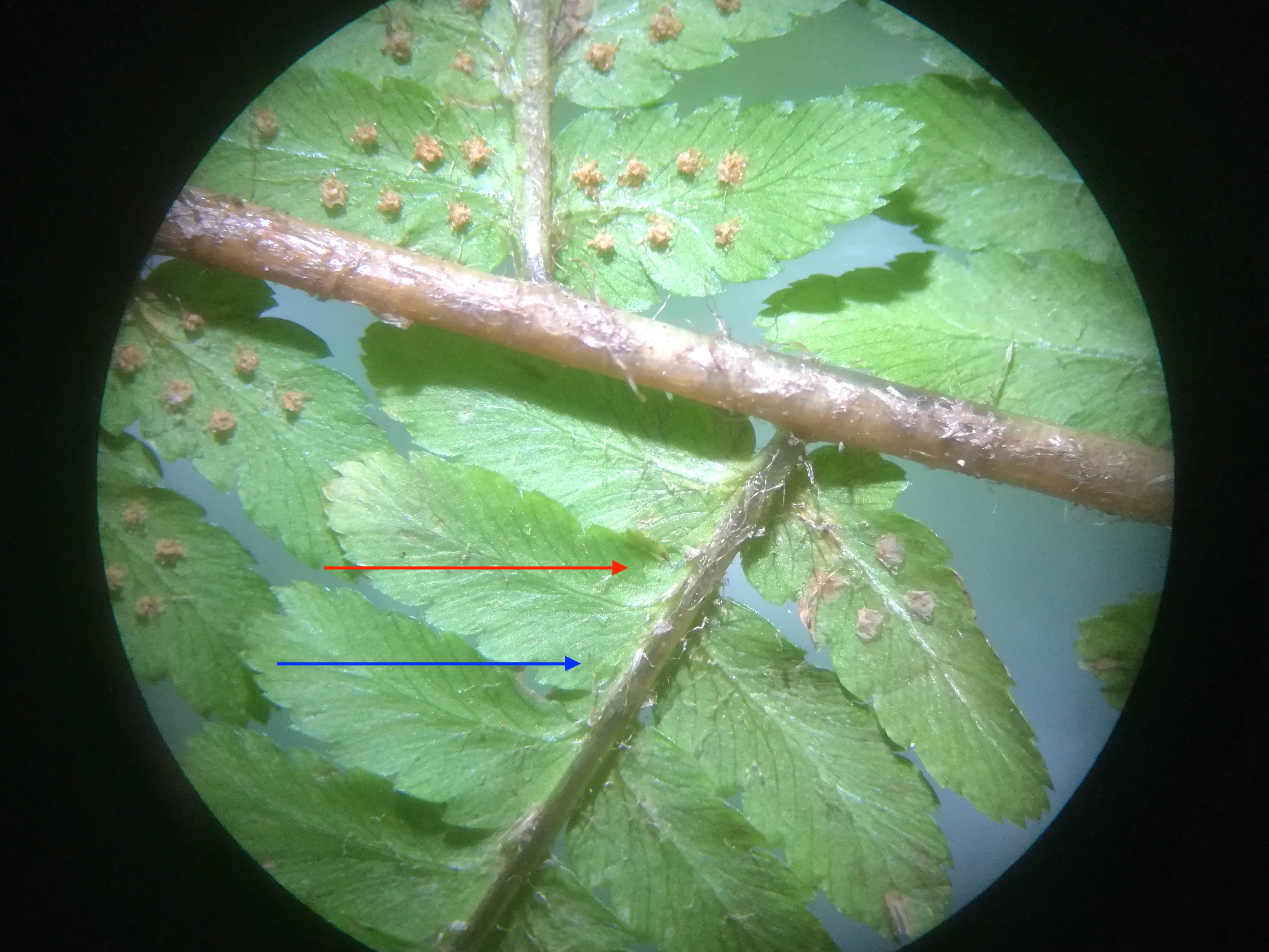 dryopteris filix-mas s. str. N dürrwien - rekawinkel_20181208_150927.jpg