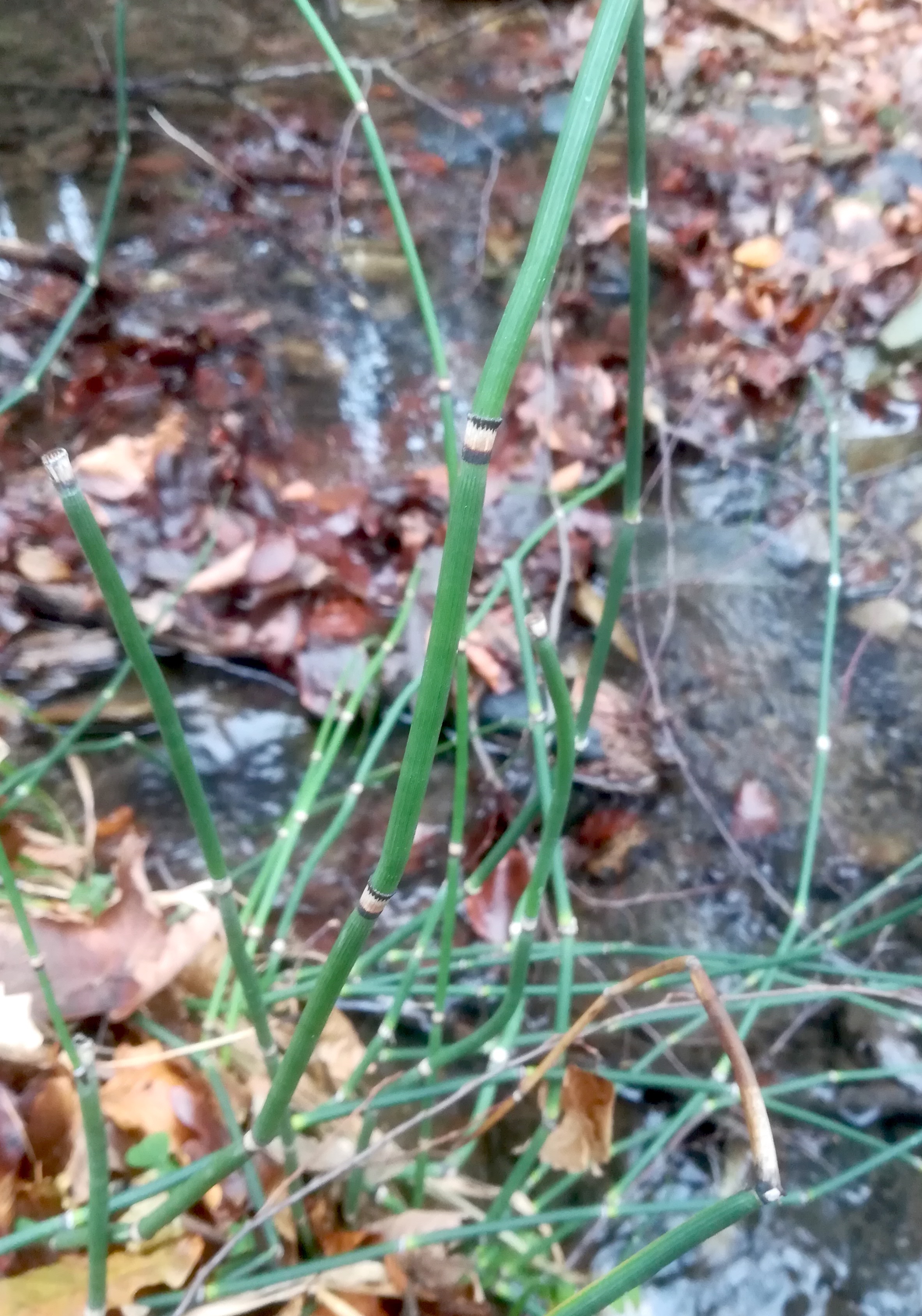 equisetum hyemale N dürrwien - pressbaum_20181208_114248.jpg