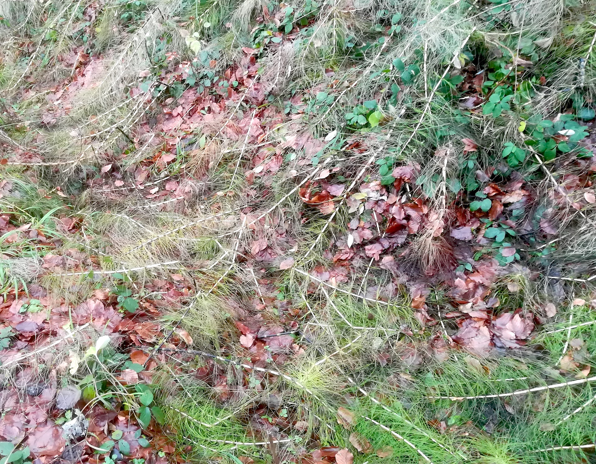 equisetum telmateia N dürrwien - pressbaum_20181208_094504.jpg