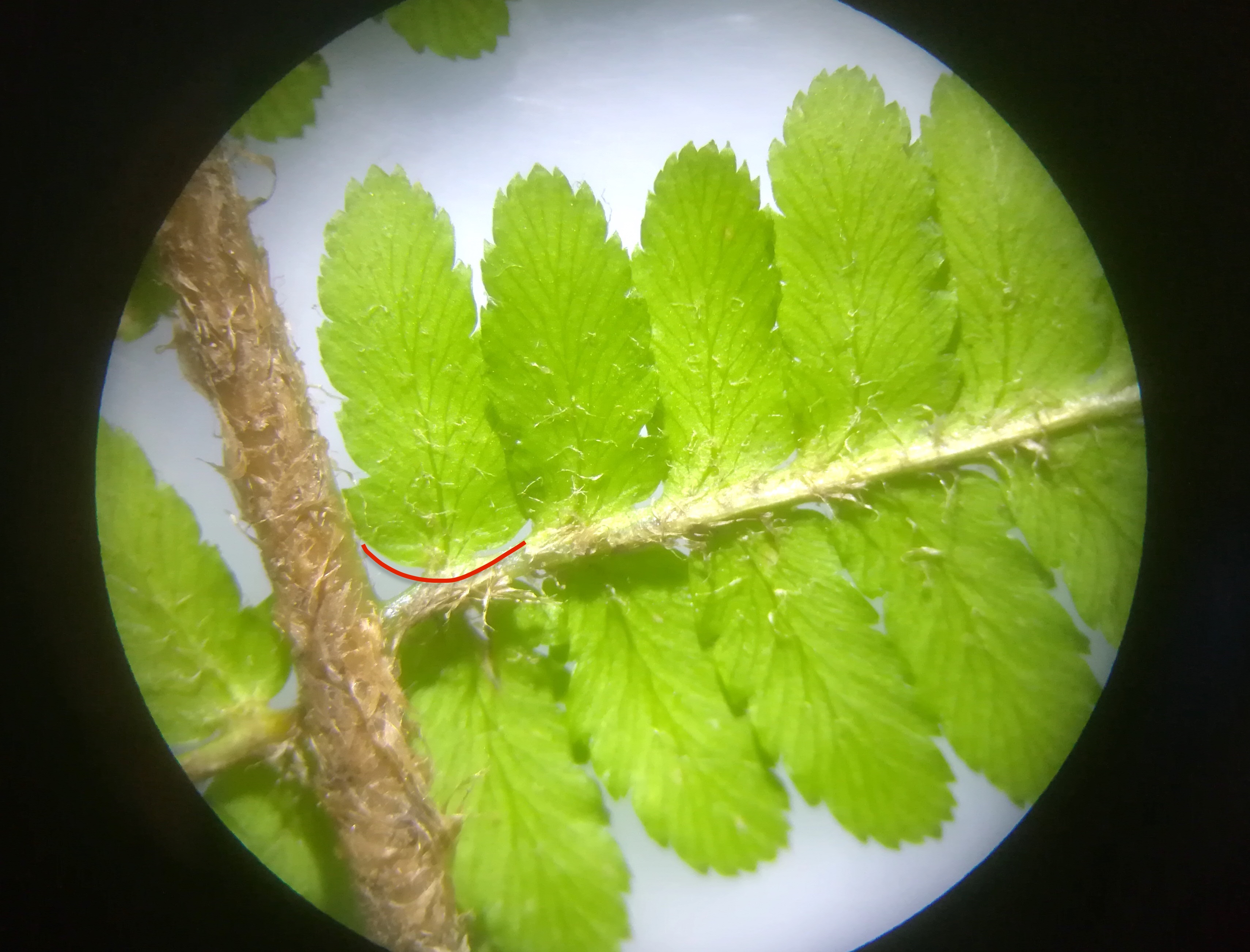 dryopteris filix-mas N dürrwien - rekawinkel_20181208_151035.jpg