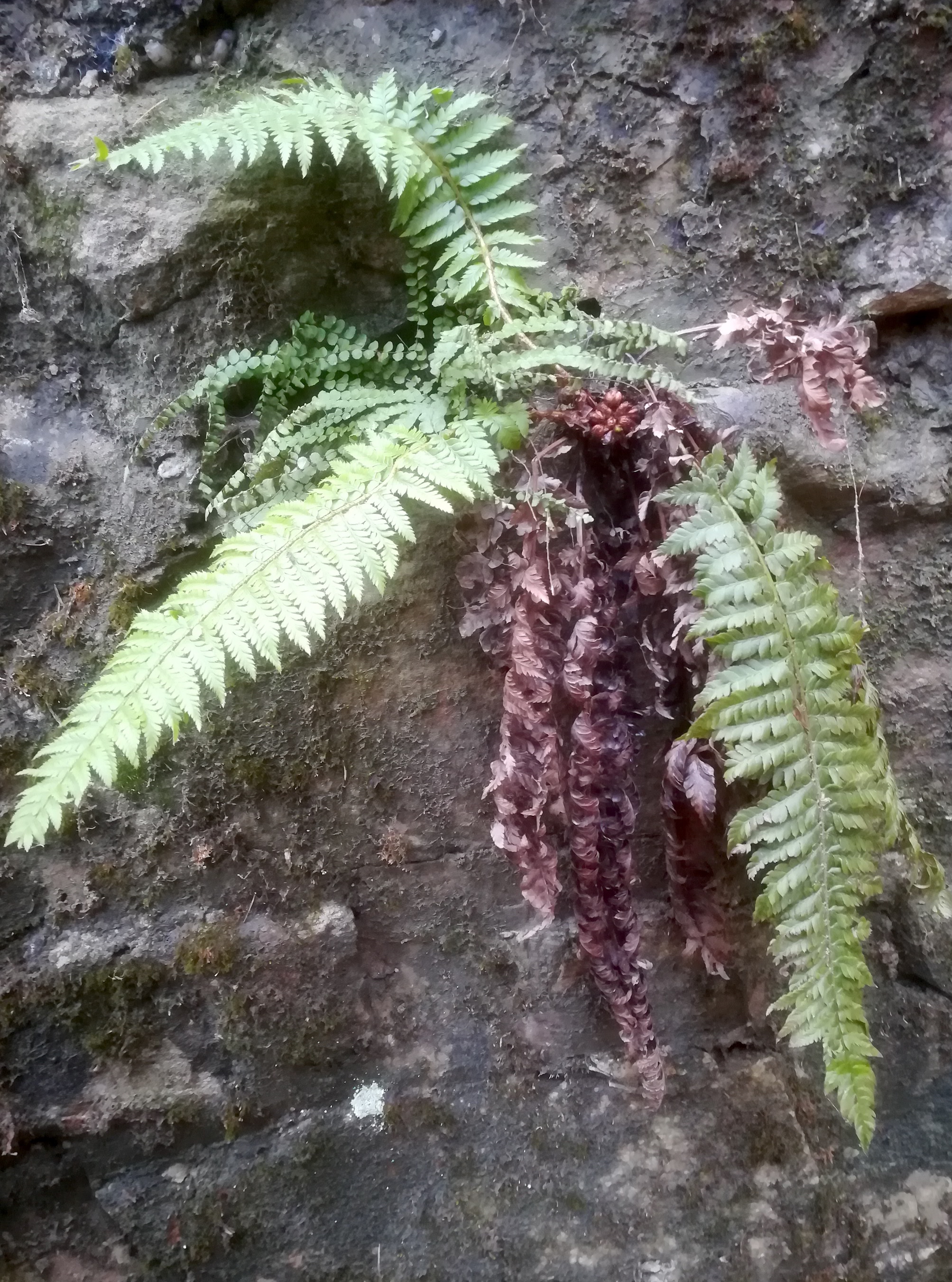 polystichum aculeatum s. str. dombachgraben weidlingbach_20181209_092834.jpg