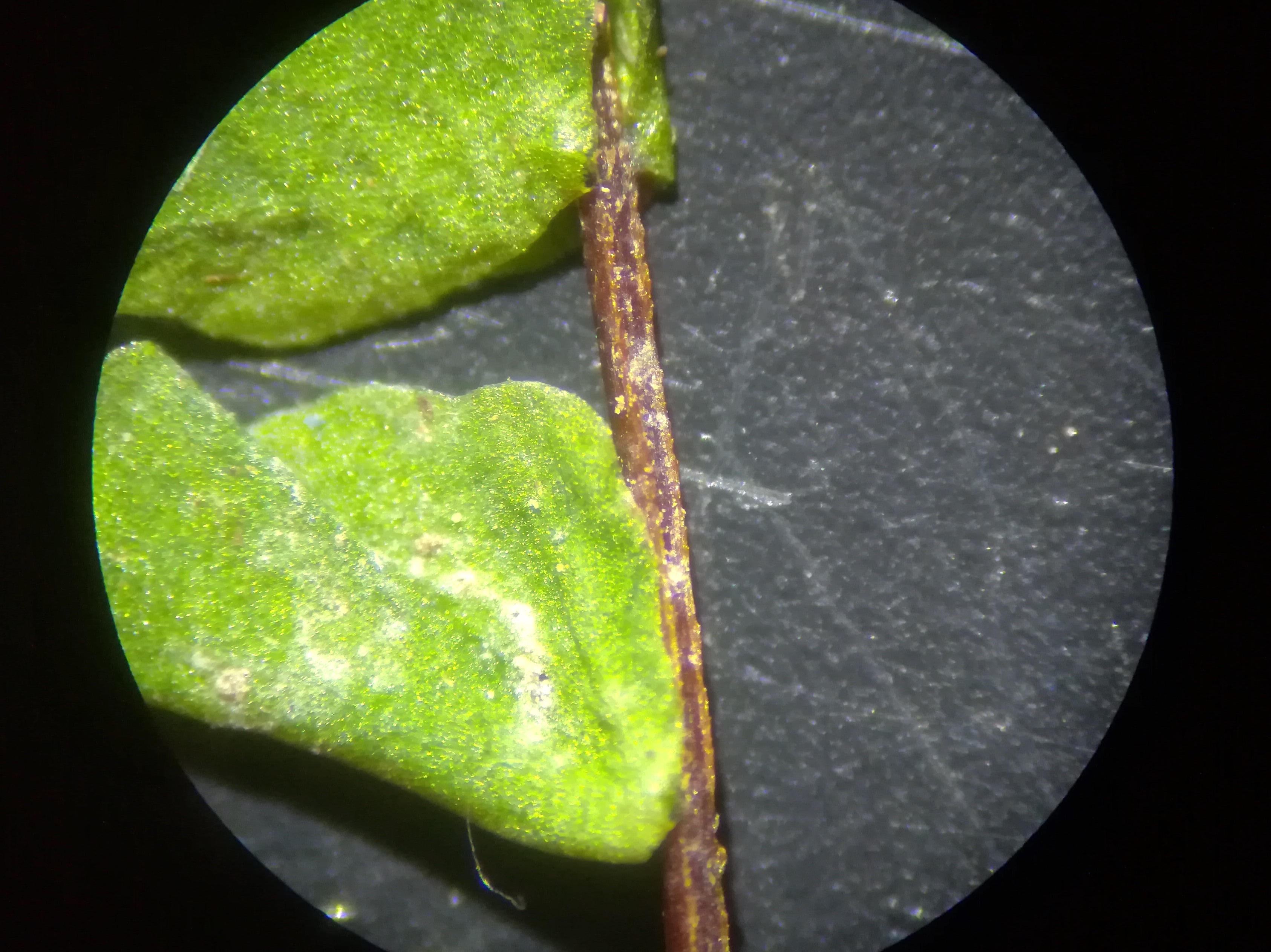 asplenium trichomanes dombachgraben weidlingbach_20181210_131758.jpg